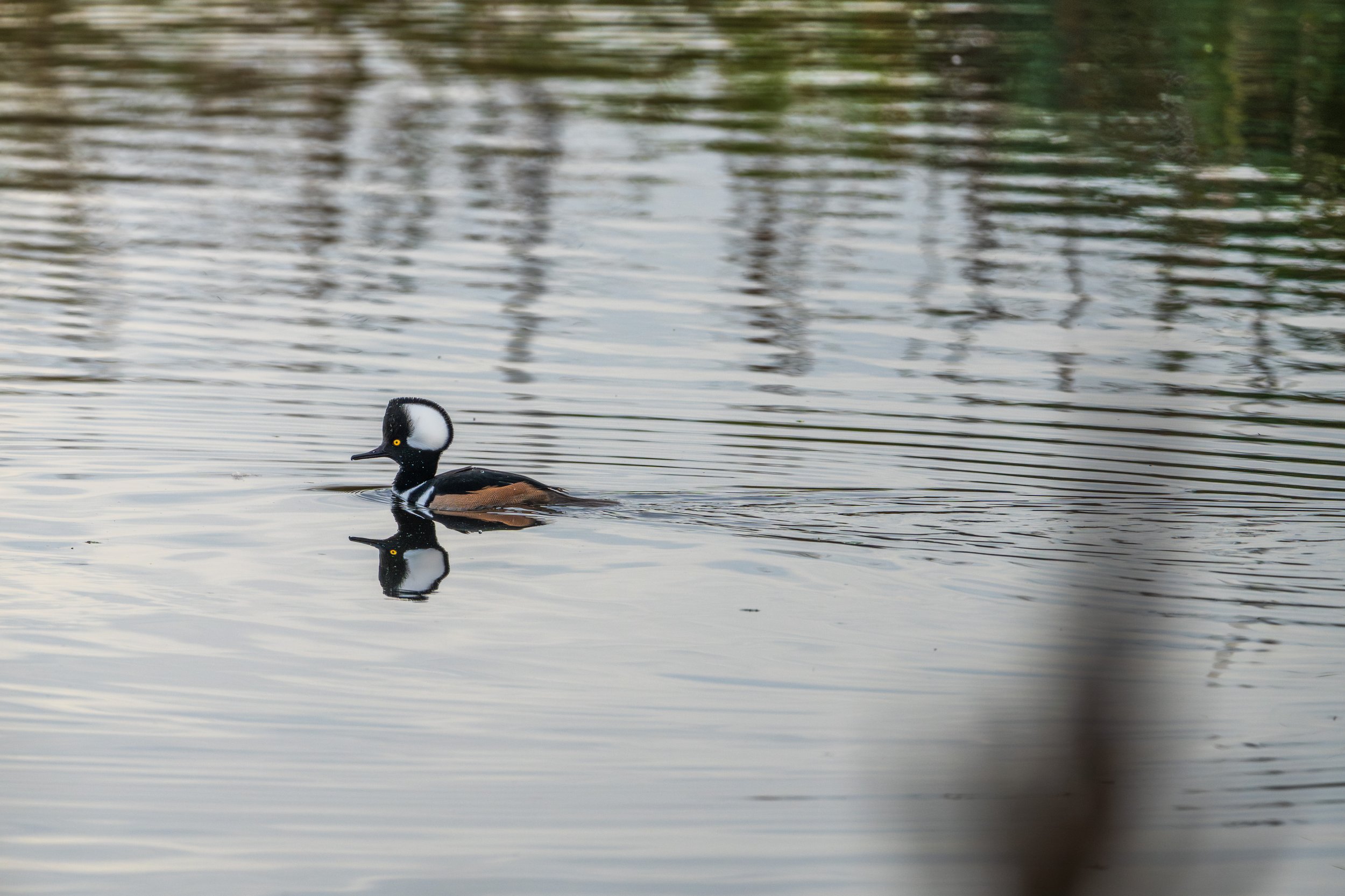 A waterbird with a rounded brown and white crown.