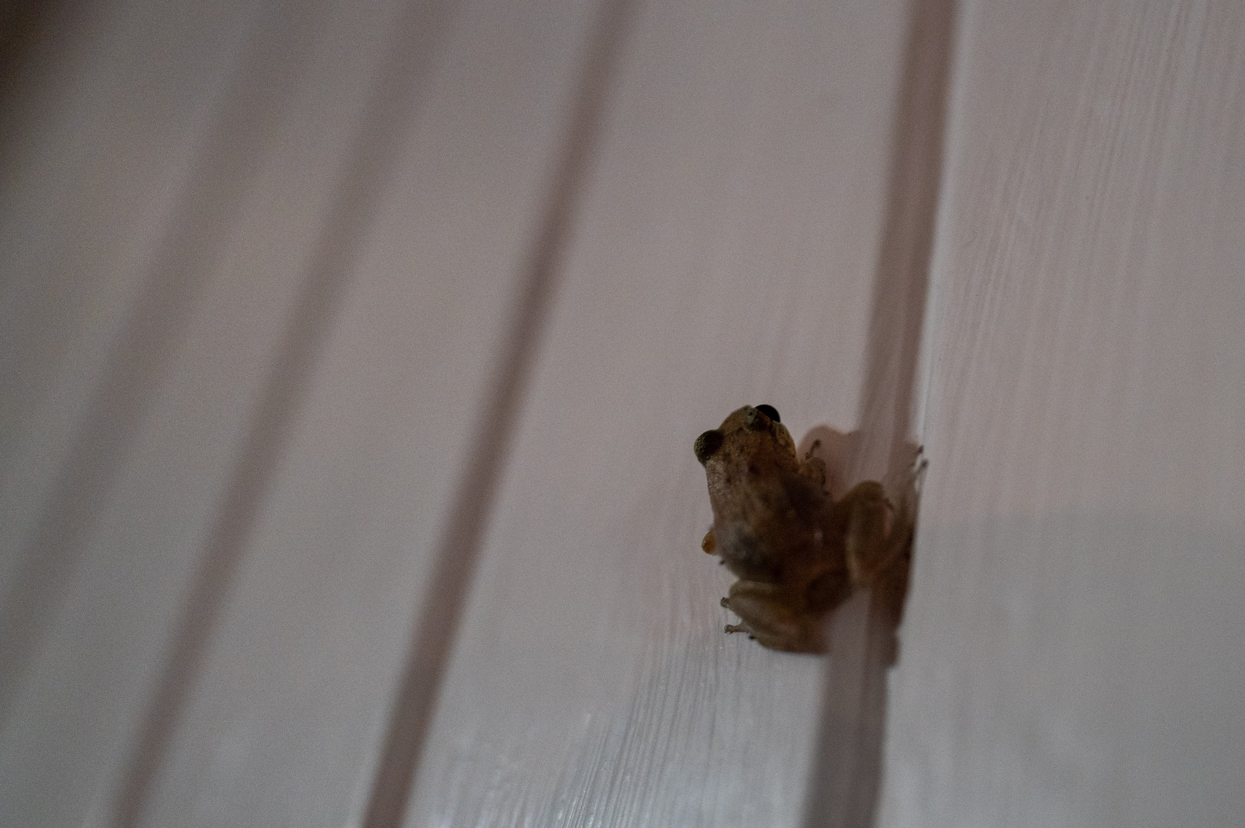 A tiny frog at our villa (photo/Jason Rafal)