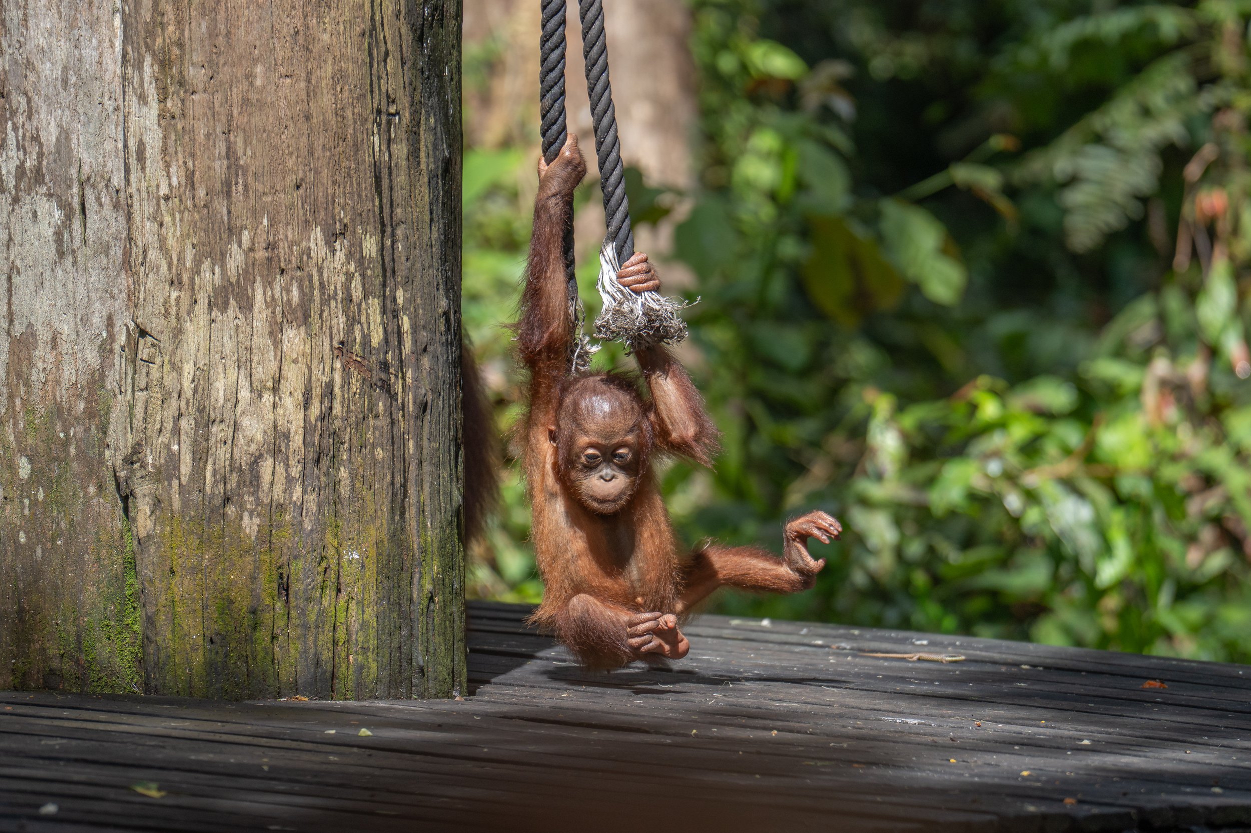 A baby orangutan swinging on two ropes.
