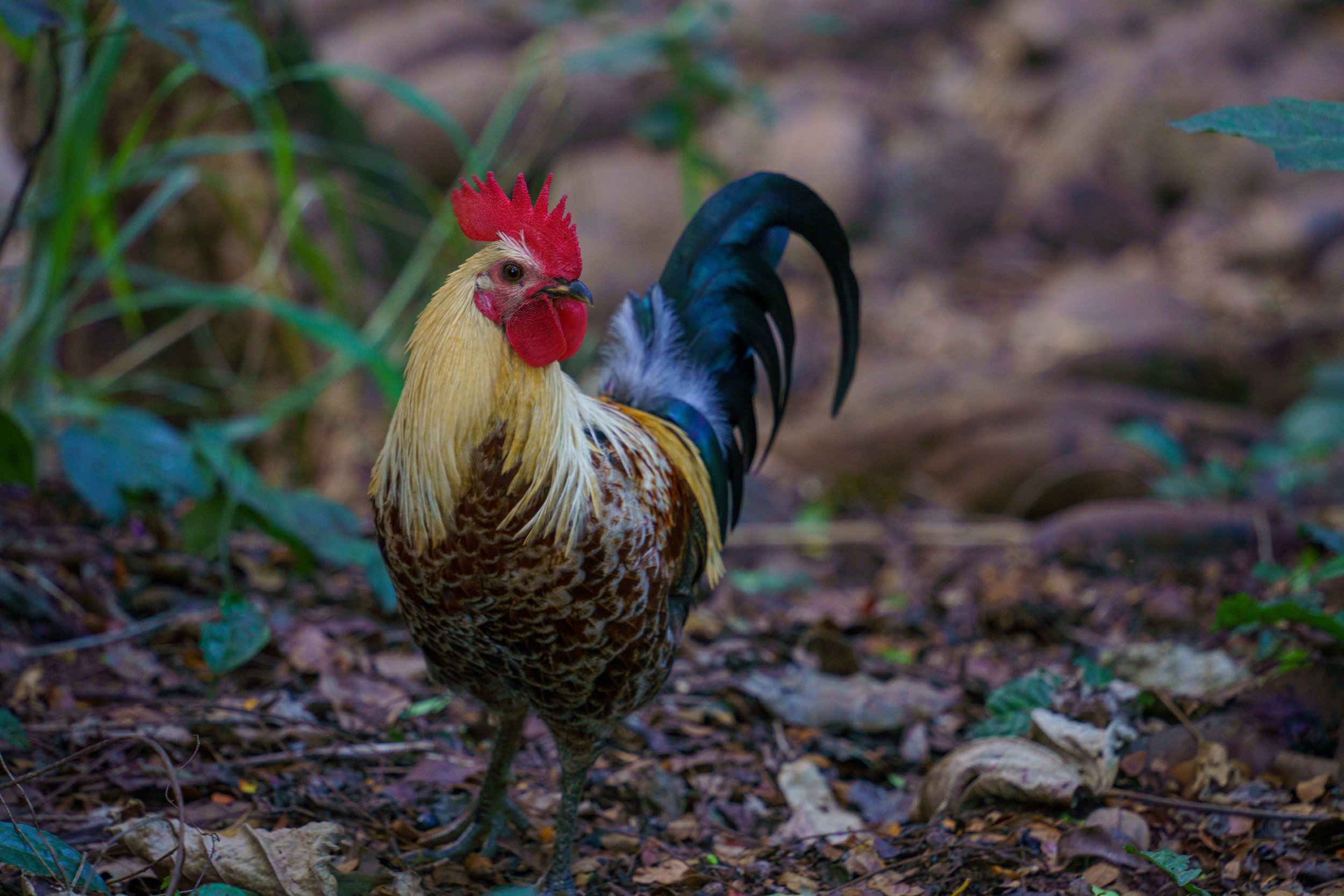  A very handsome rooster (photo/Jason Rafal) 