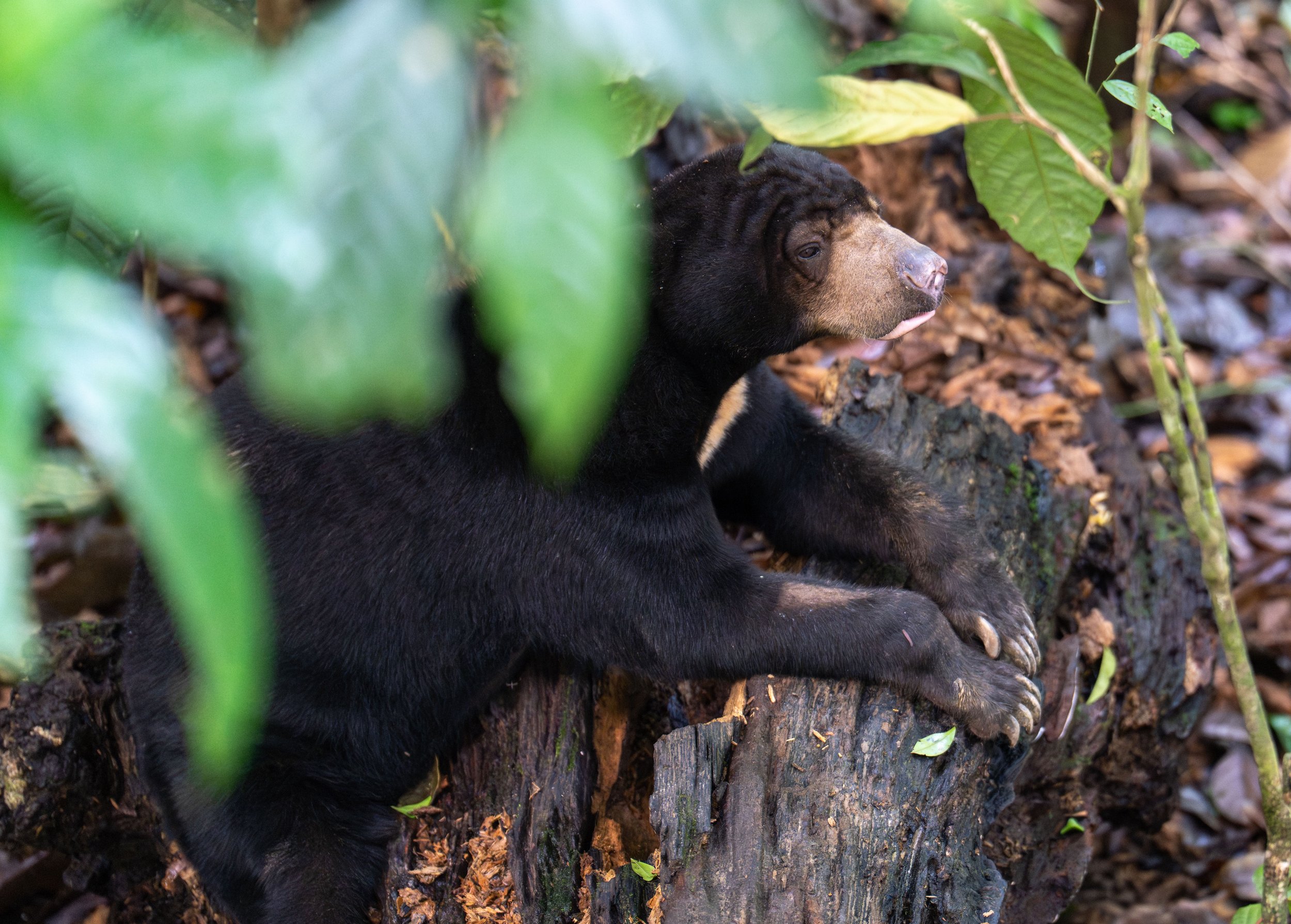 A sun bear laying over a log.