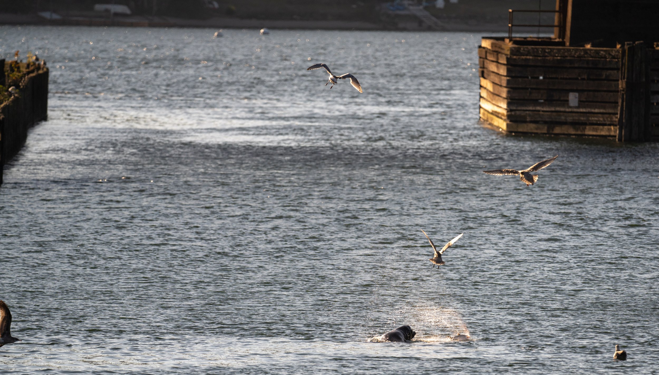  A sea lion pulverizing and eating a salmon while seagulls look for an opportunity to grab some (photo/Jason Rafal) 