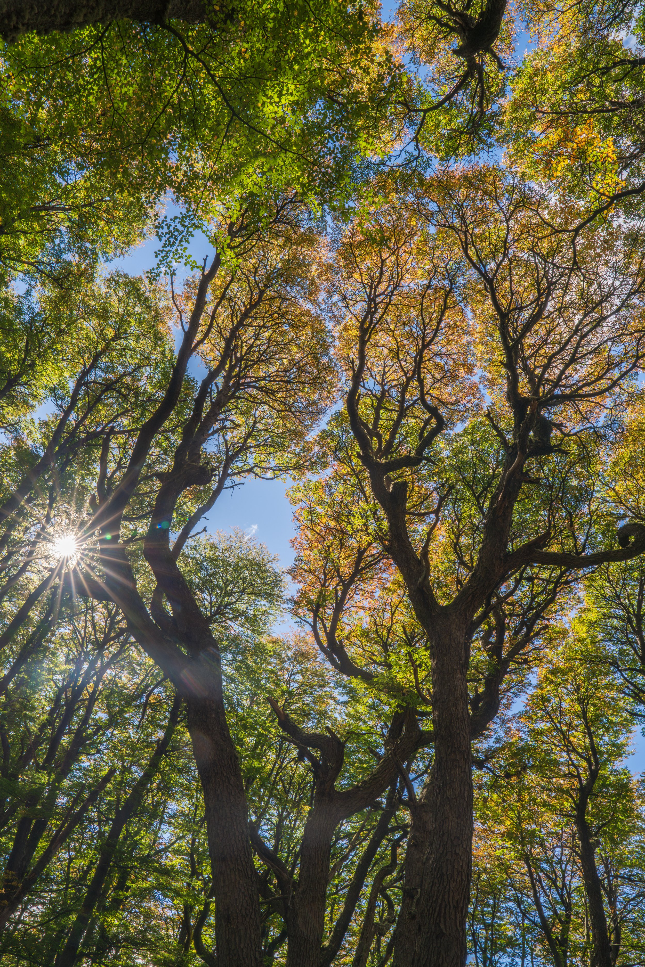  More amazing Patagonian forests (photo/Jason Rafal) 