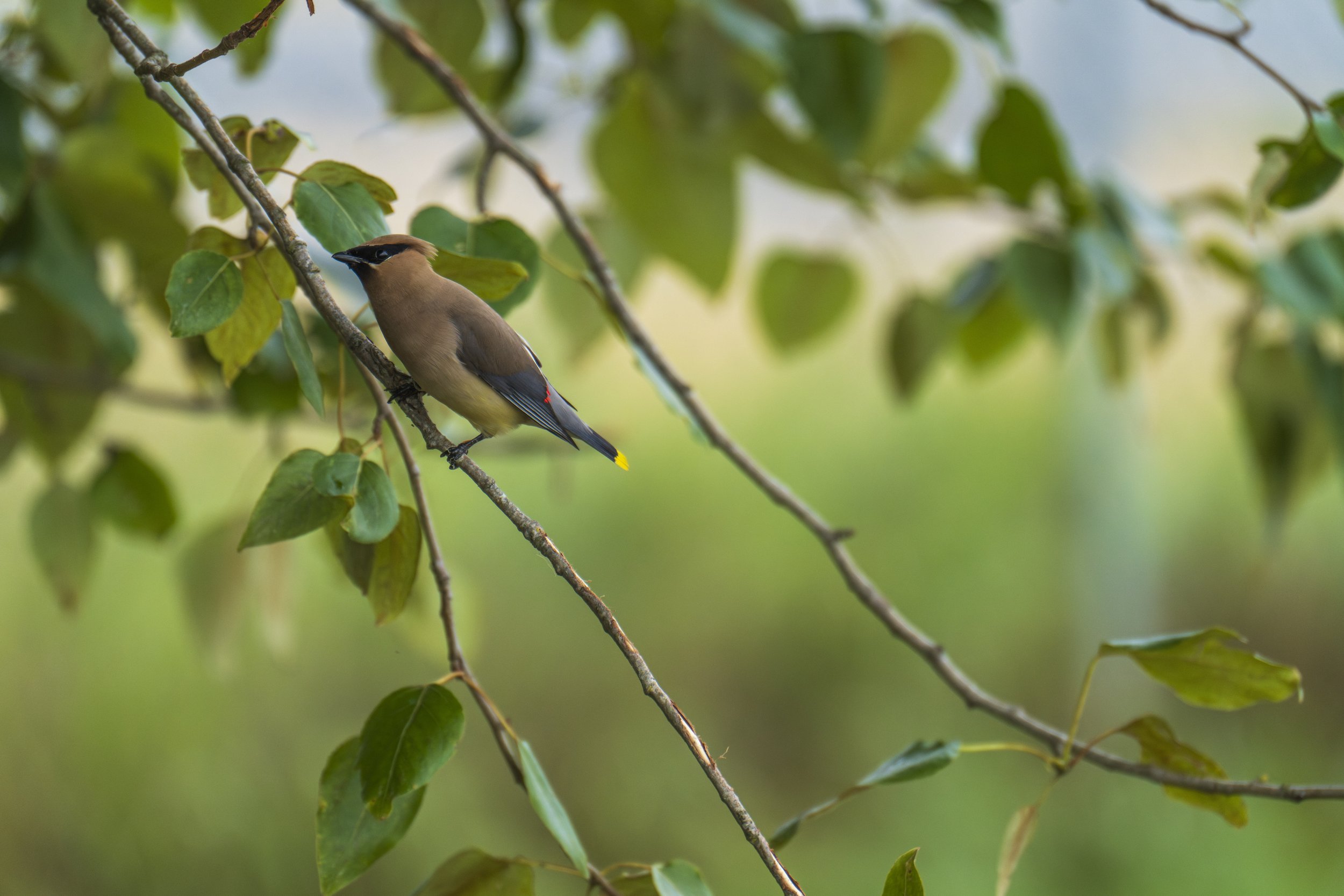  A beautiful cedar waxwing (photo/Jason Rafal) 