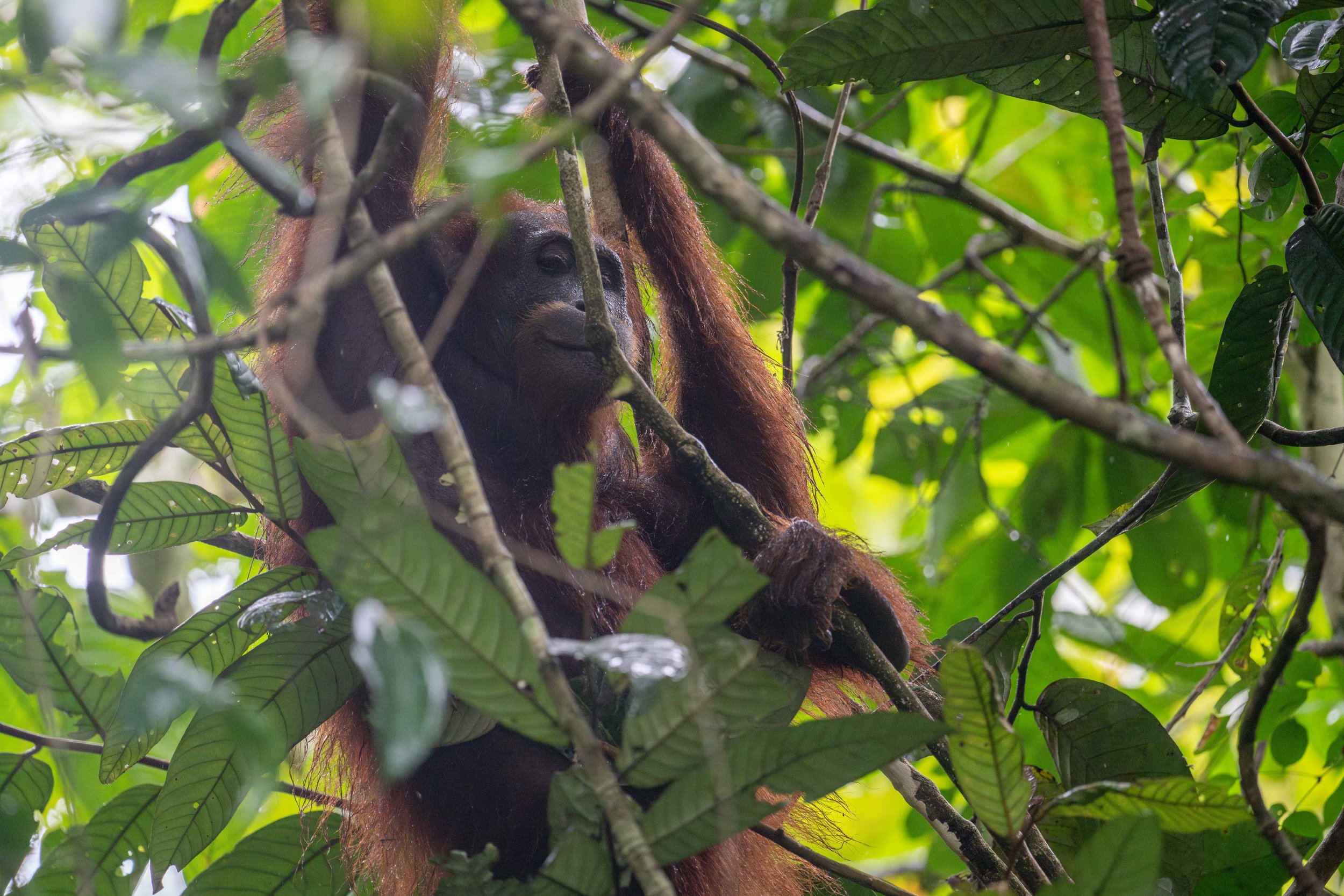 A large orangutan smiling coyly at the camera.