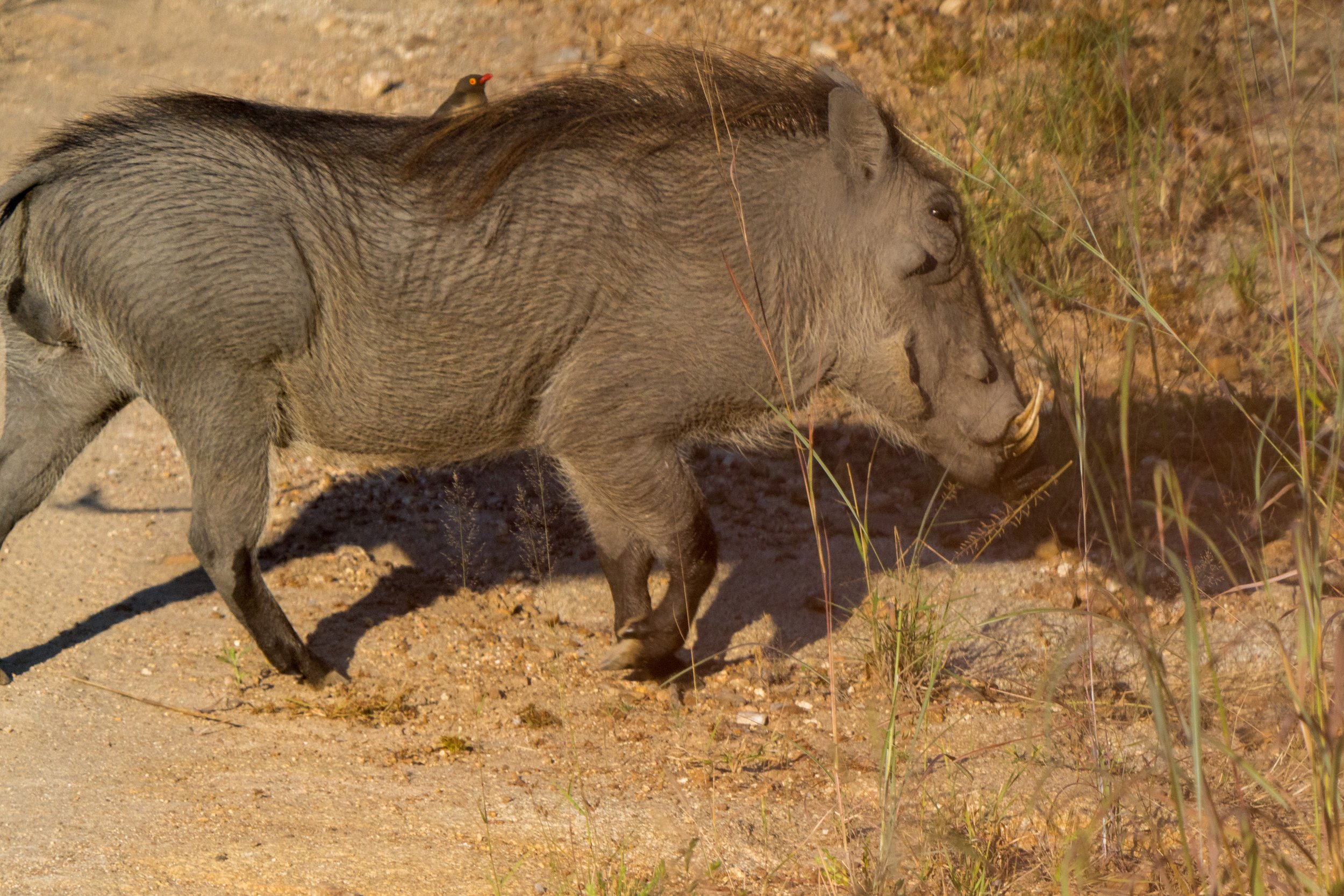 A warthog with a red-billed oxpecker hanging out on its back (photo/Jason Rafal)