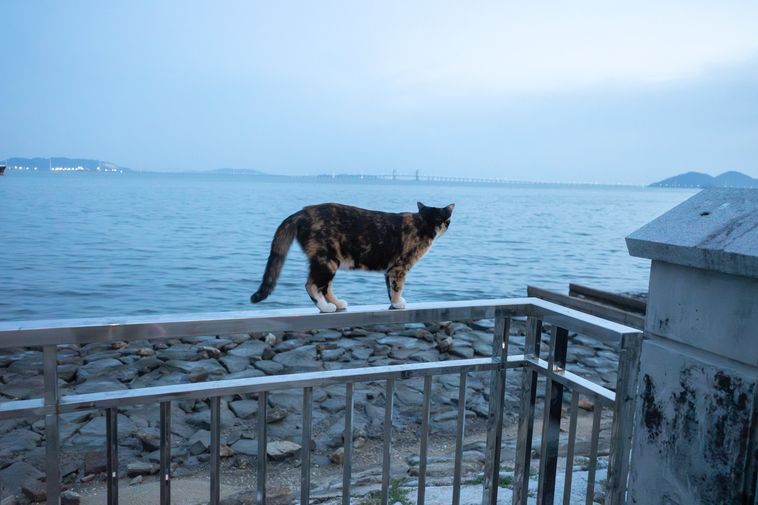 A cat on a railing looking out at the water during blue hour.