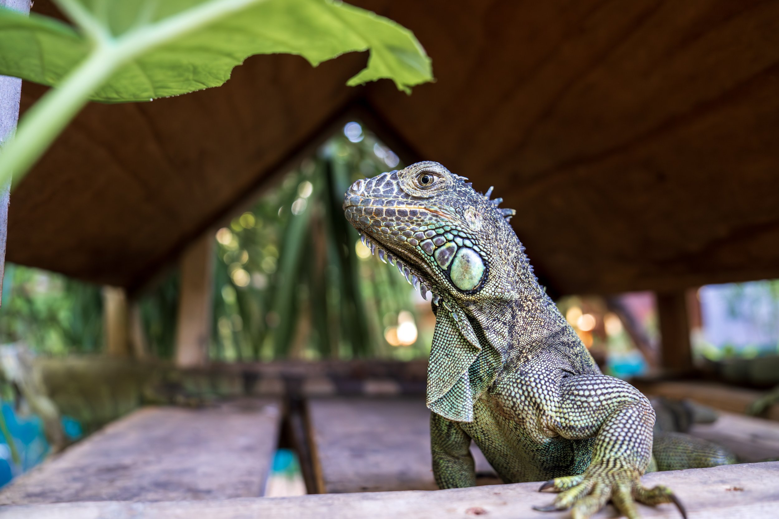  A majestic male iguana (photo/Jason Rafal) 