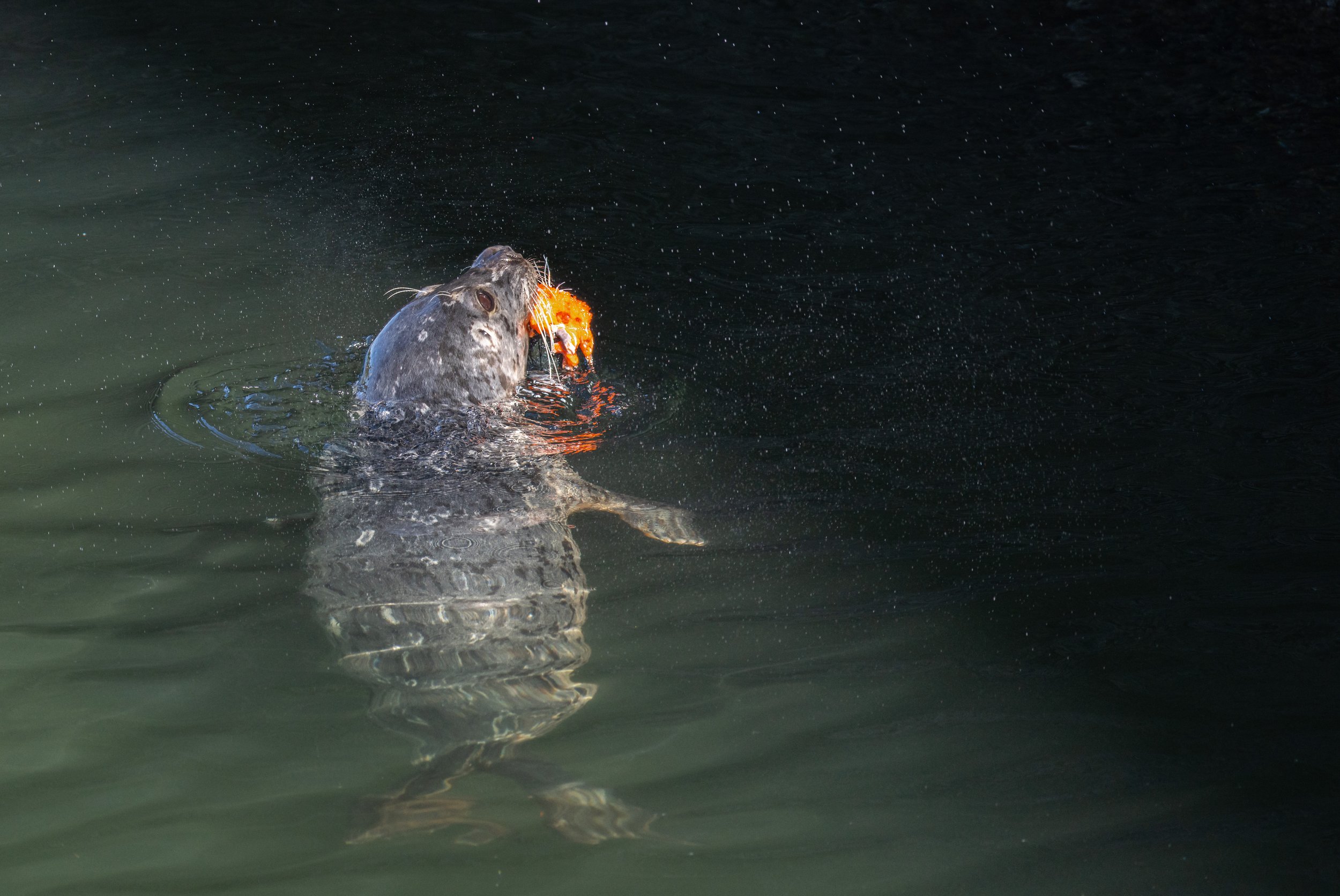 A seal holding a salmon up out of the water.