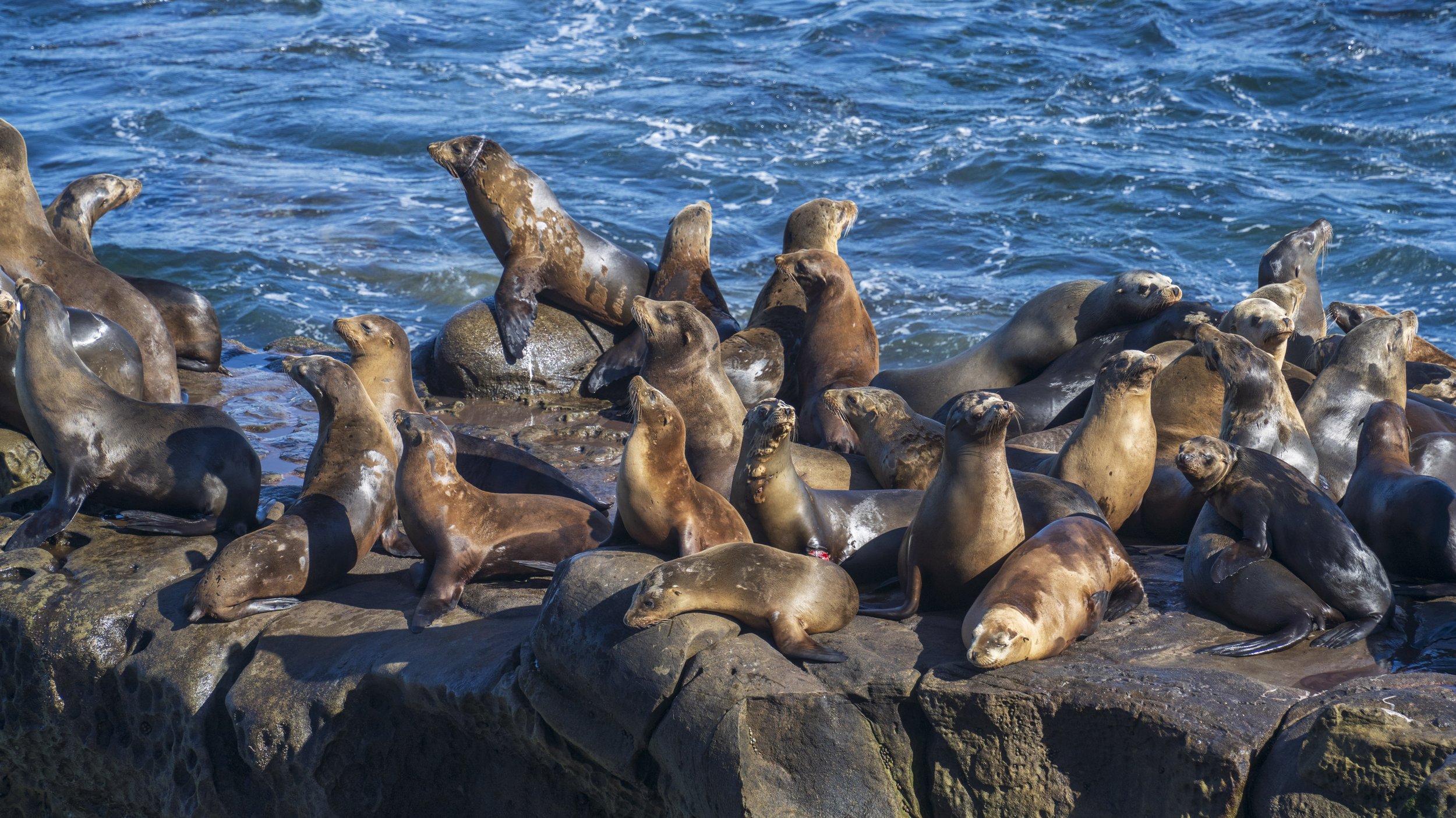  I always enjoy large piles of sea lions (photo/Jason Rafal) 