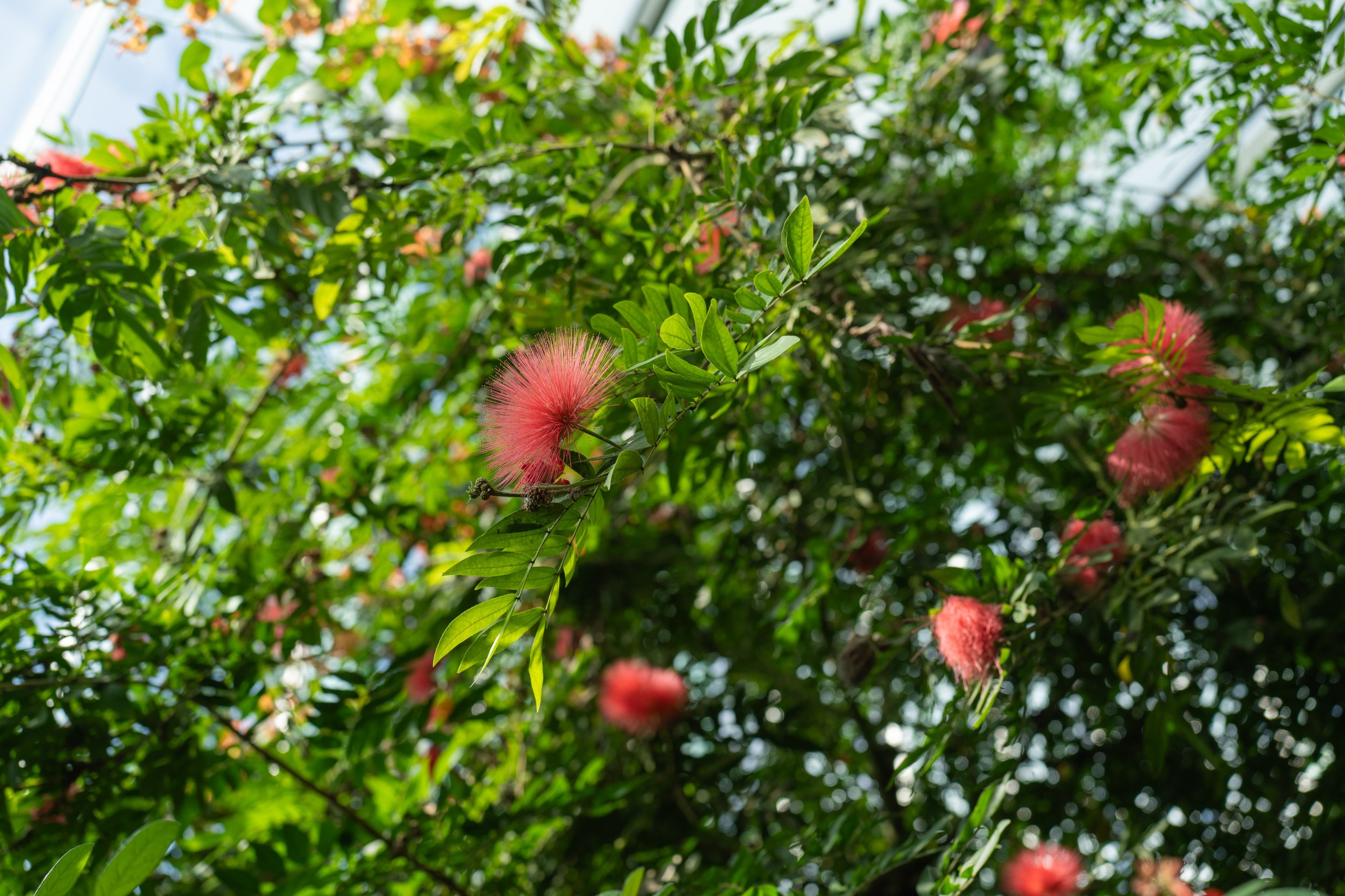  Some more cool flowers (photo/Jason Rafal) 