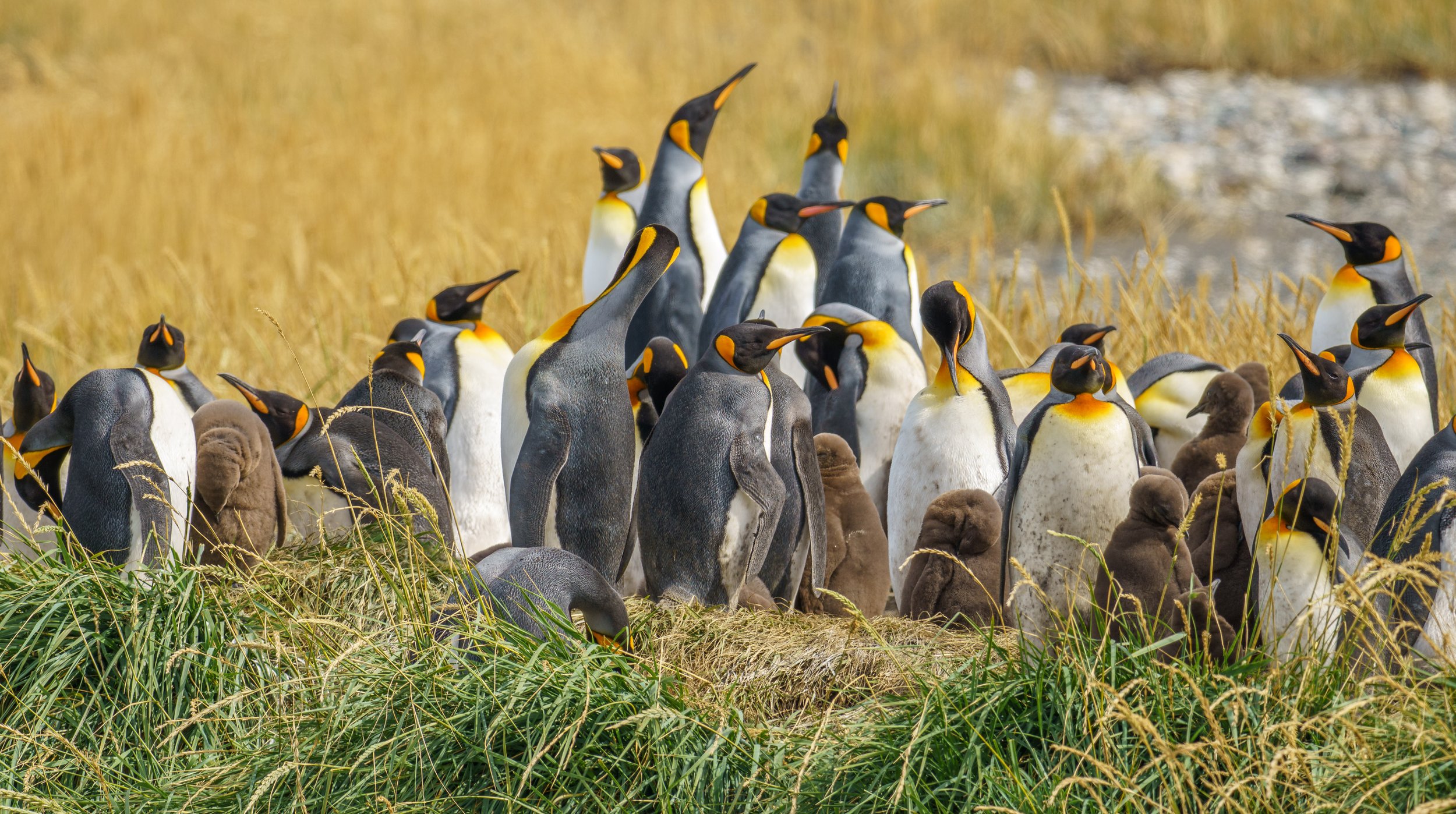  We loved the little brown fluffy chicks (photo/Jason Rafal) 