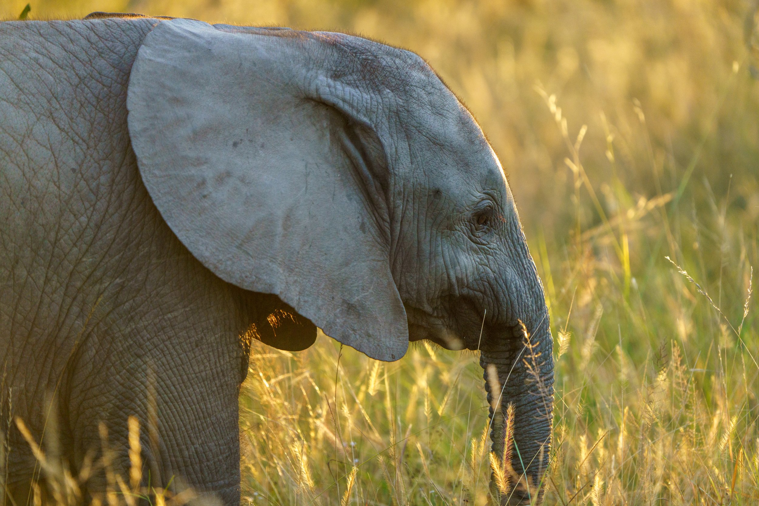 Such a cute โlittleโ elephant (photo/Jason Rafal)