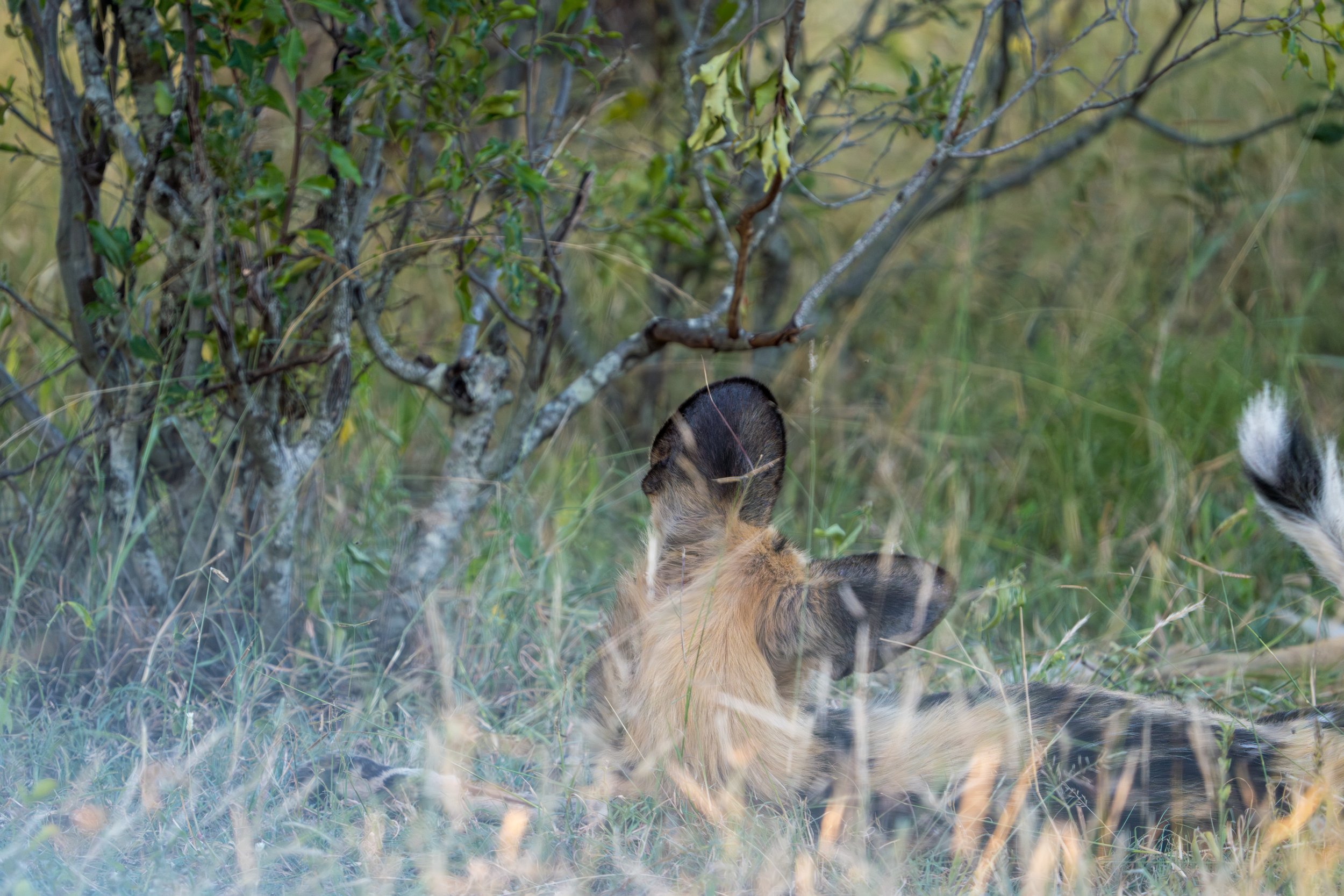 I love the ears! (photo/Jason Rafal)