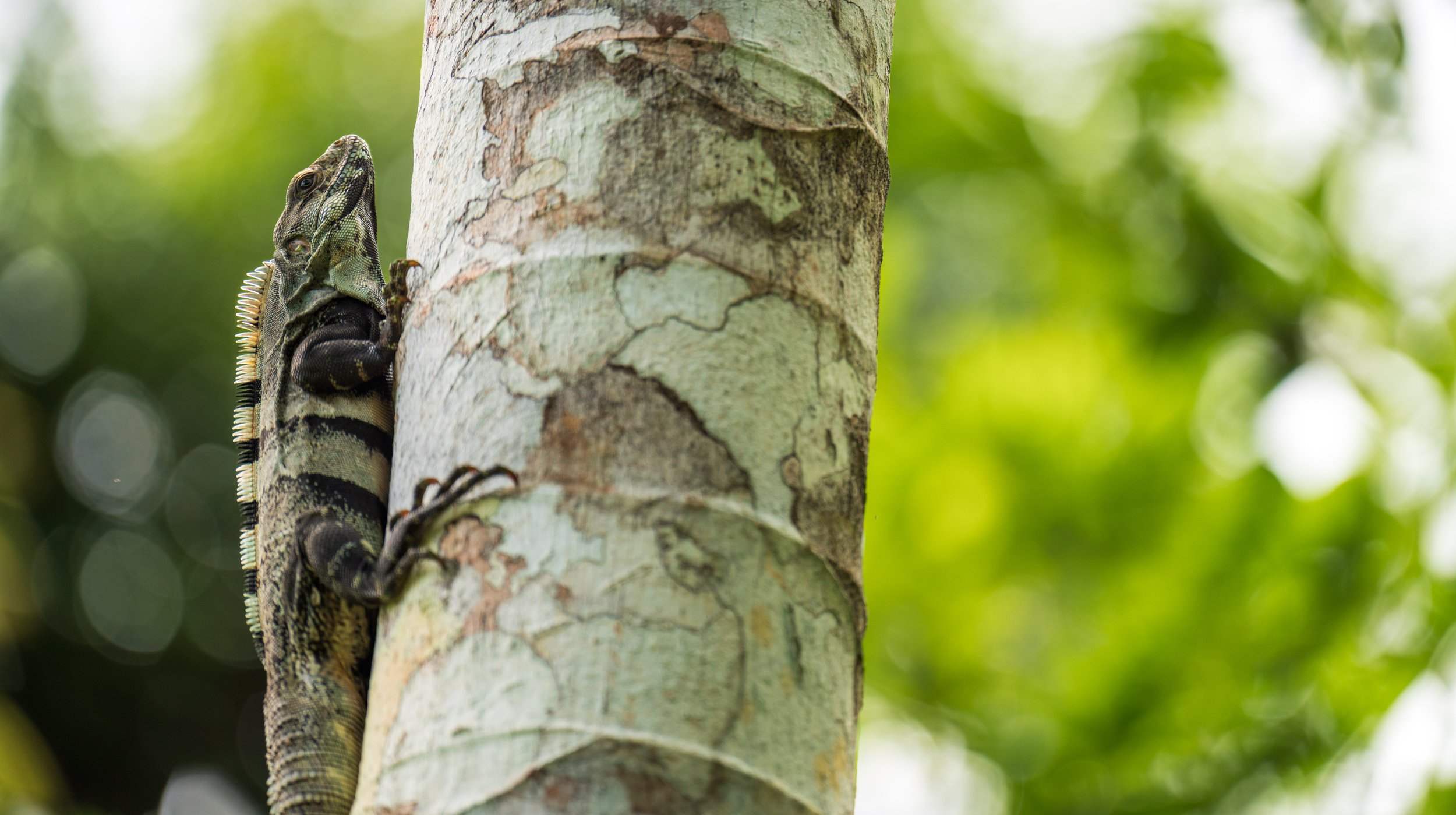  Another black iguana in the botanic garden (photo/Jason Rafal) 