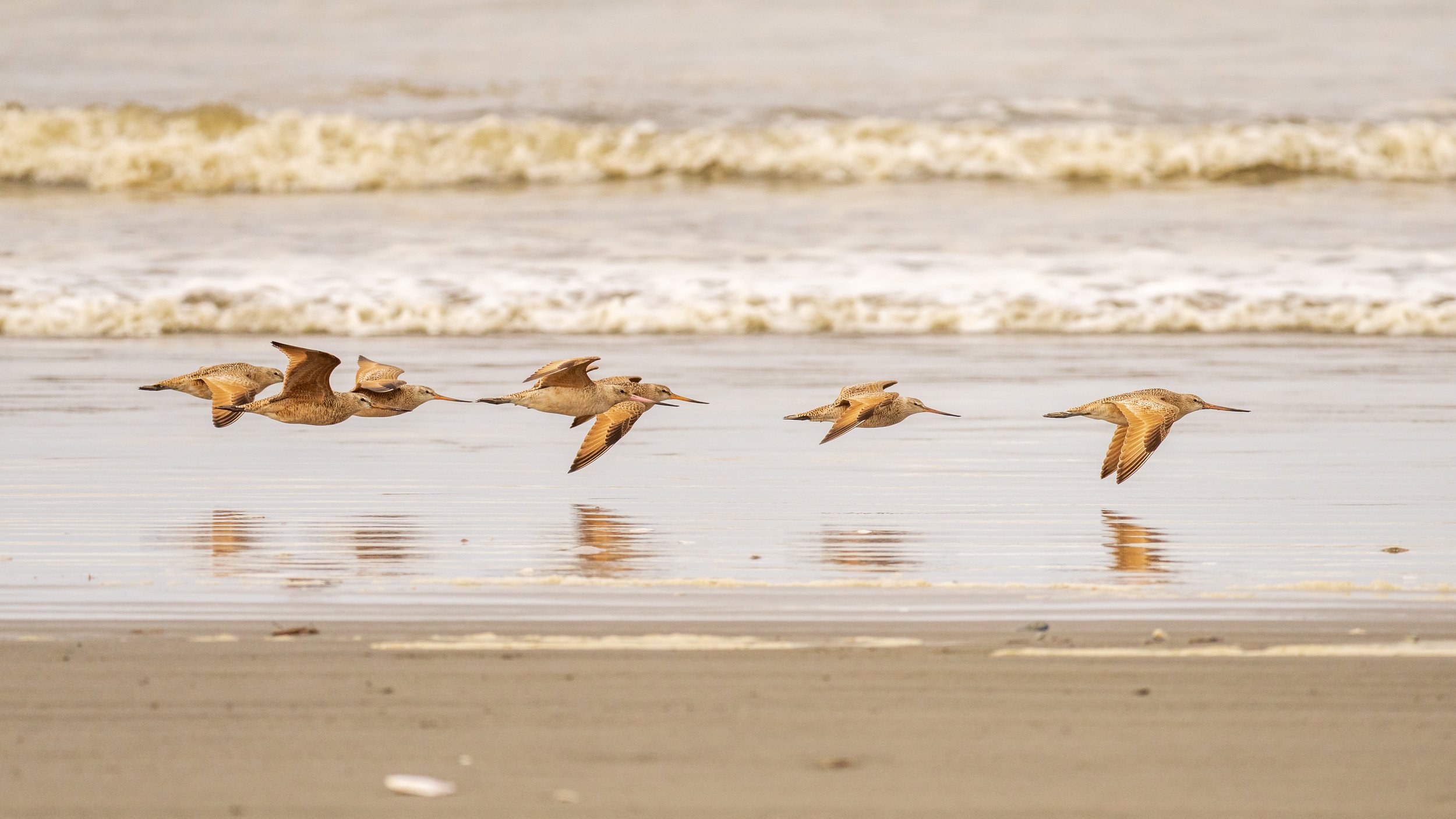 Seven birds flying low over the seashore.