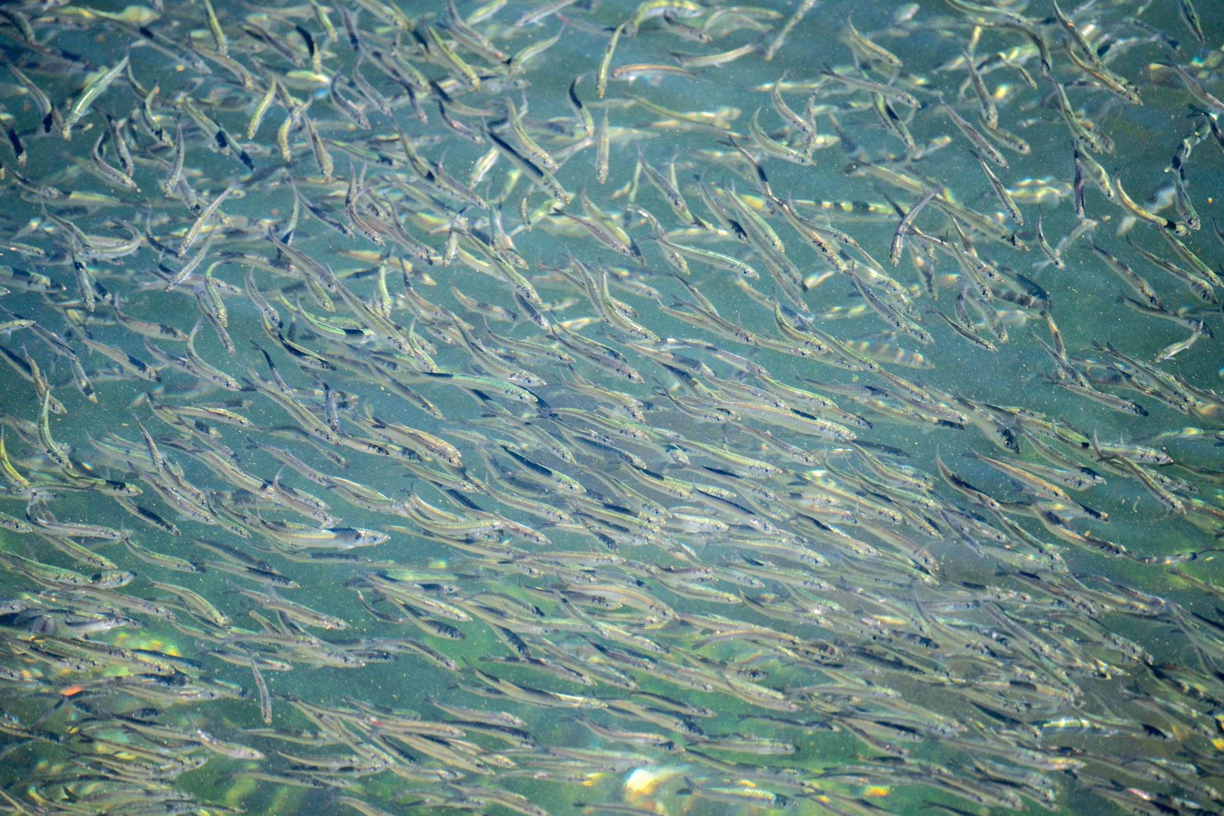 A large school of tiny silver fish.