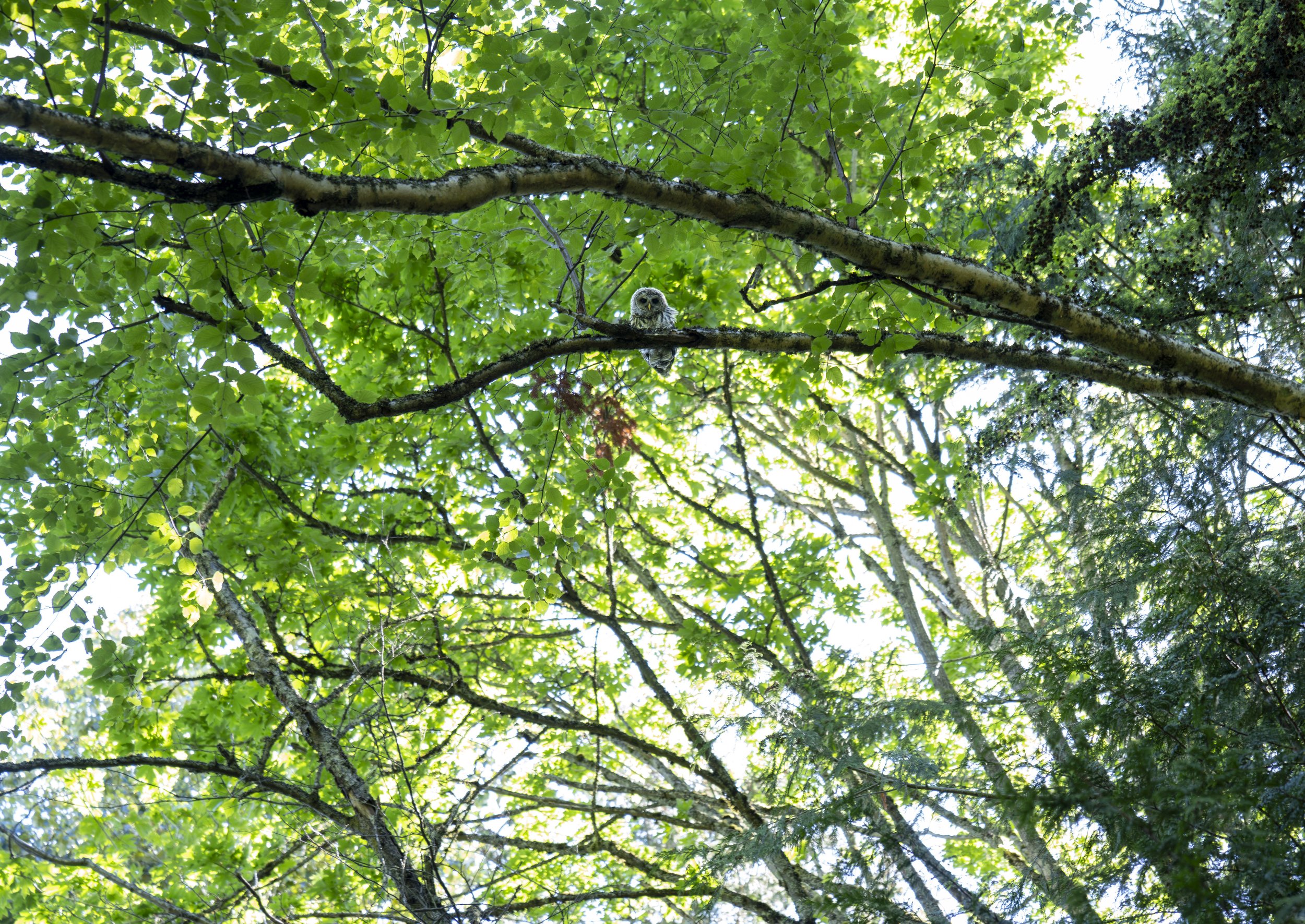  A little owl peering down at us (photo/Jason Rafal) 