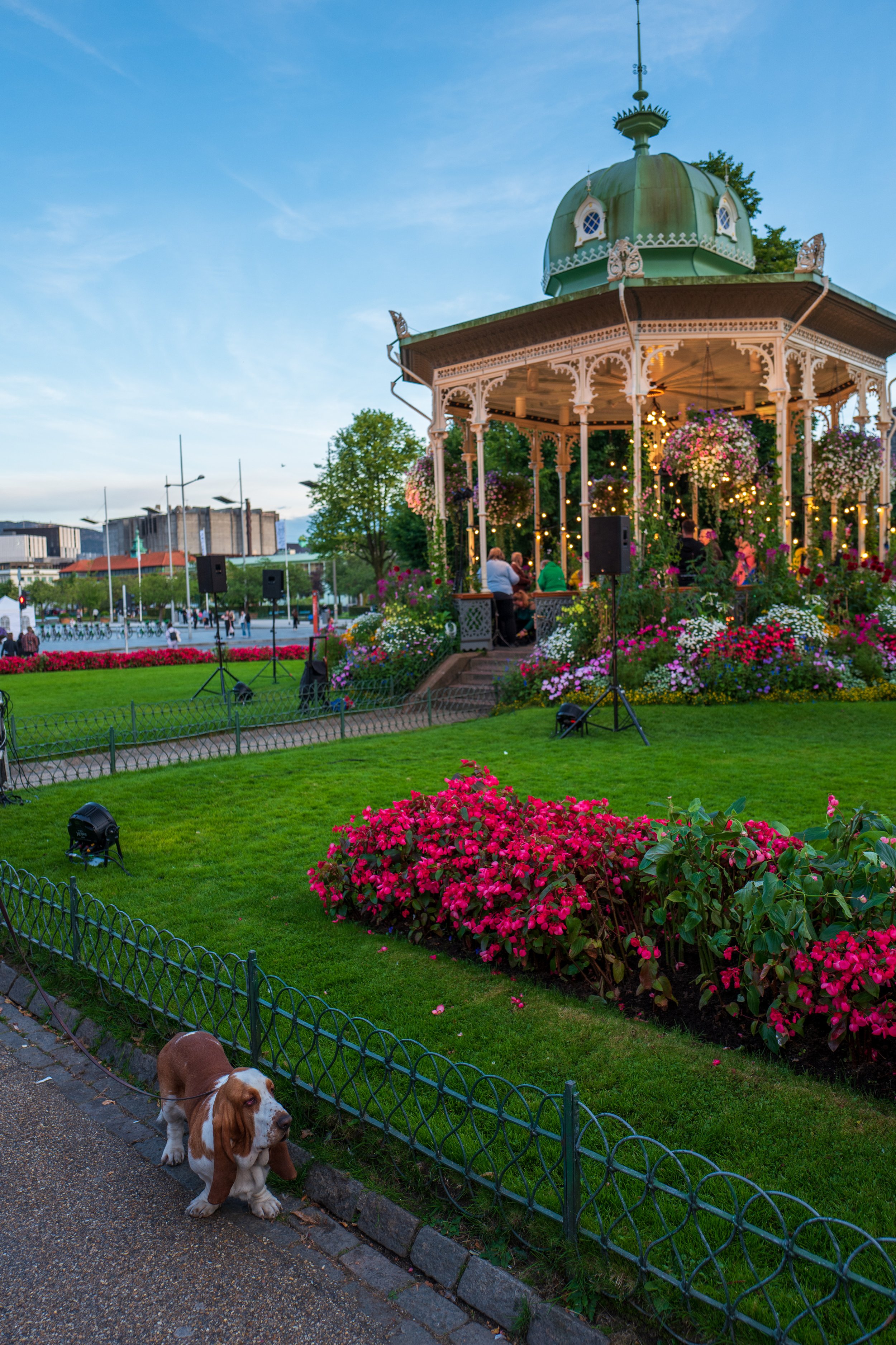 An adorable dog listens to the classical music (photo/Jason Rafal)