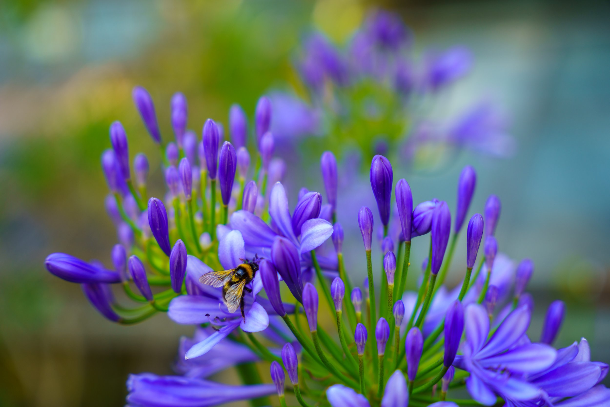More flowers and bees (photo/Jason Rafal)