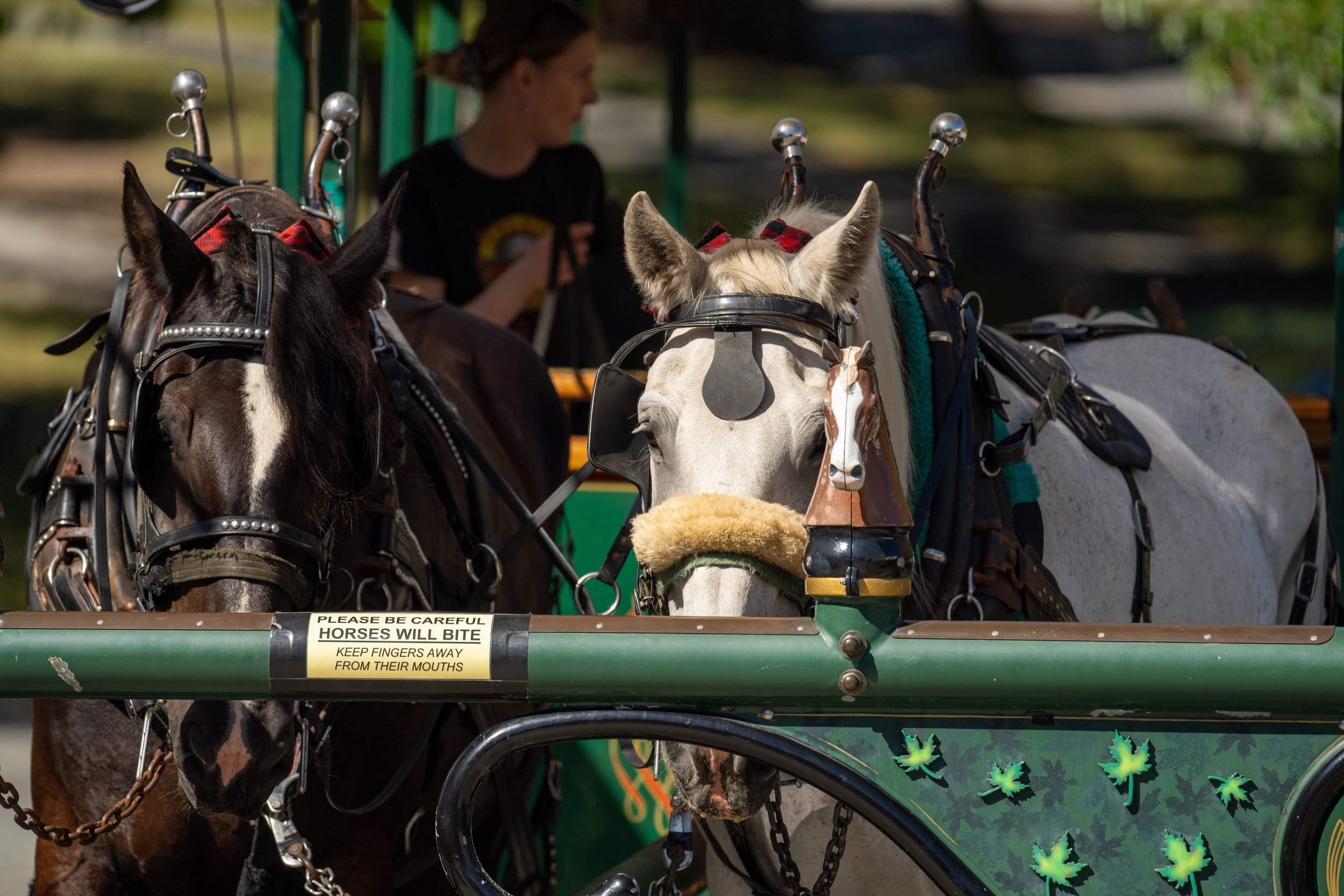  Carriage horses in Stanley Park (photo/Jason Rafal) 