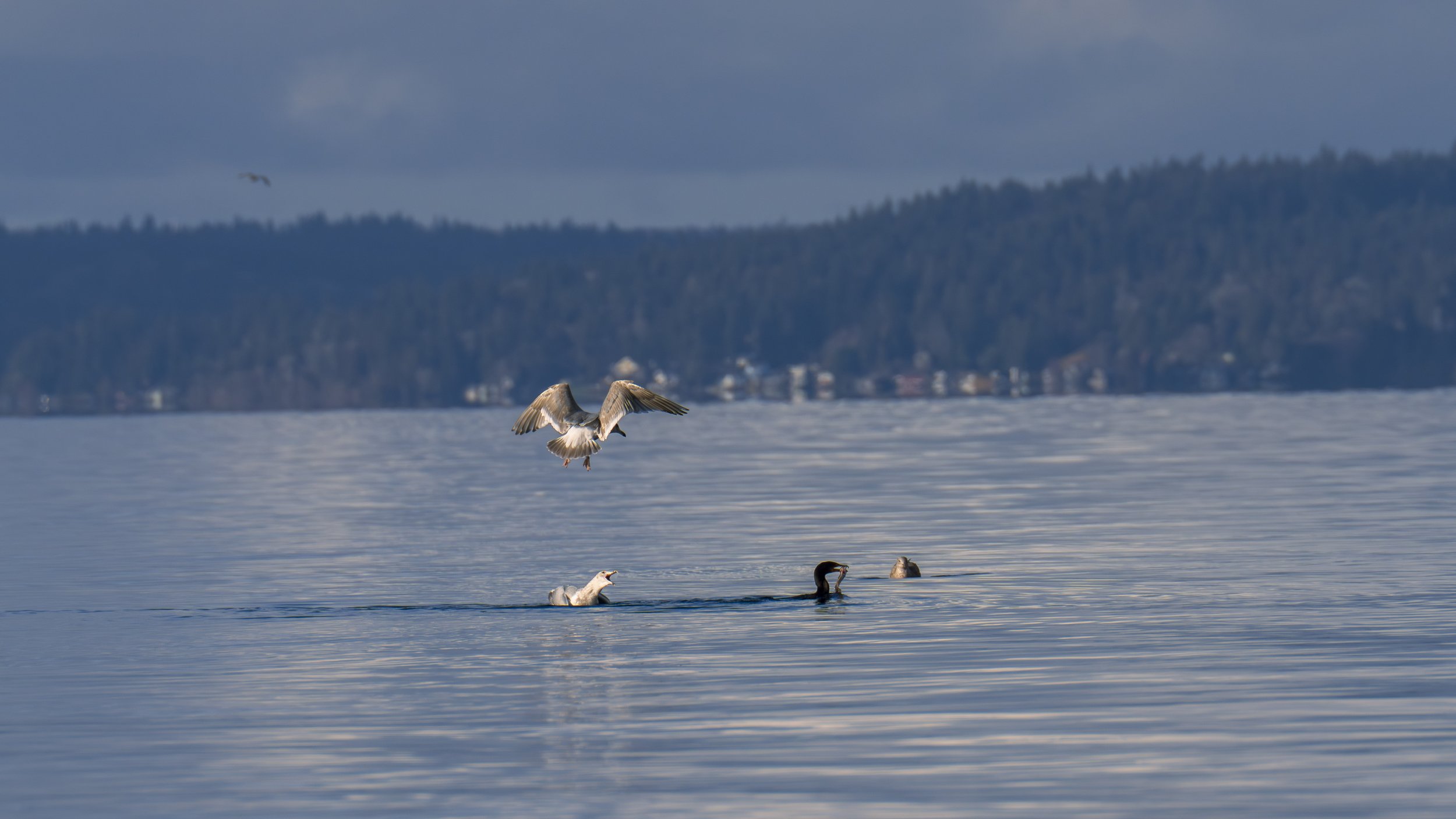  Seagulls are always being jerks and trying to steal things (photo/Jason Rafal) 