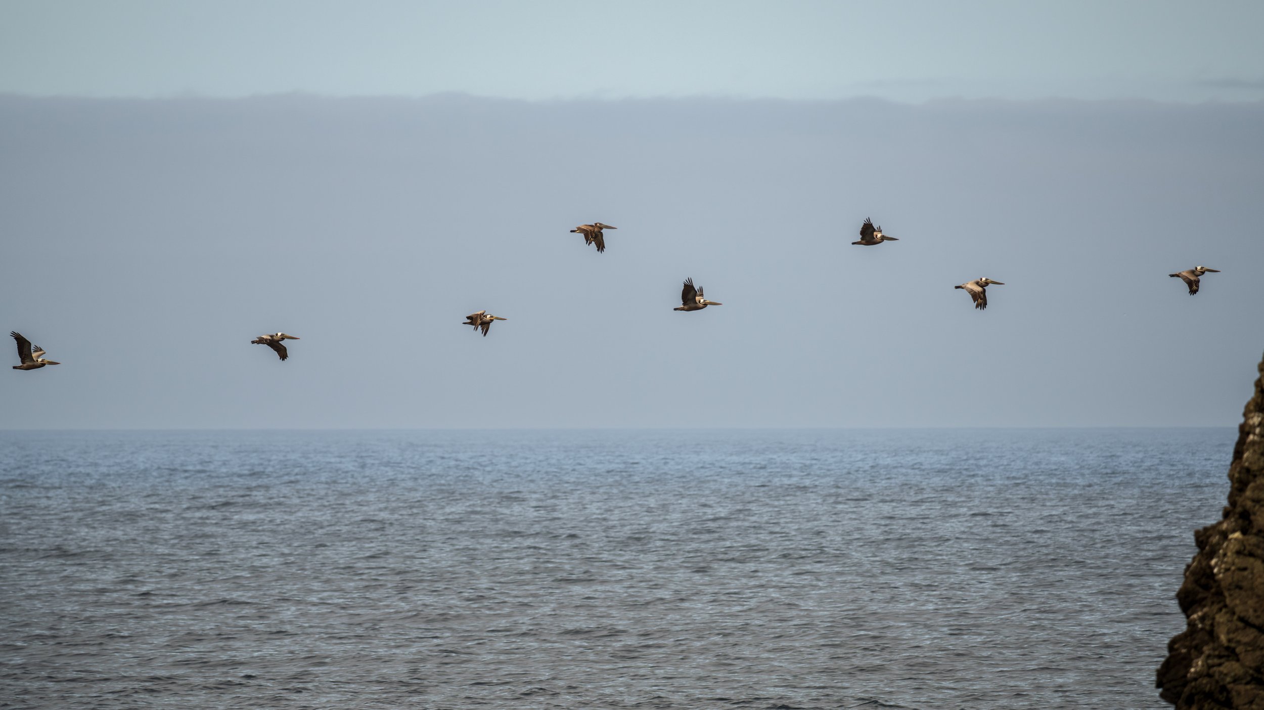  Watching pelicans from our deck (photo/Jason Rafal) 