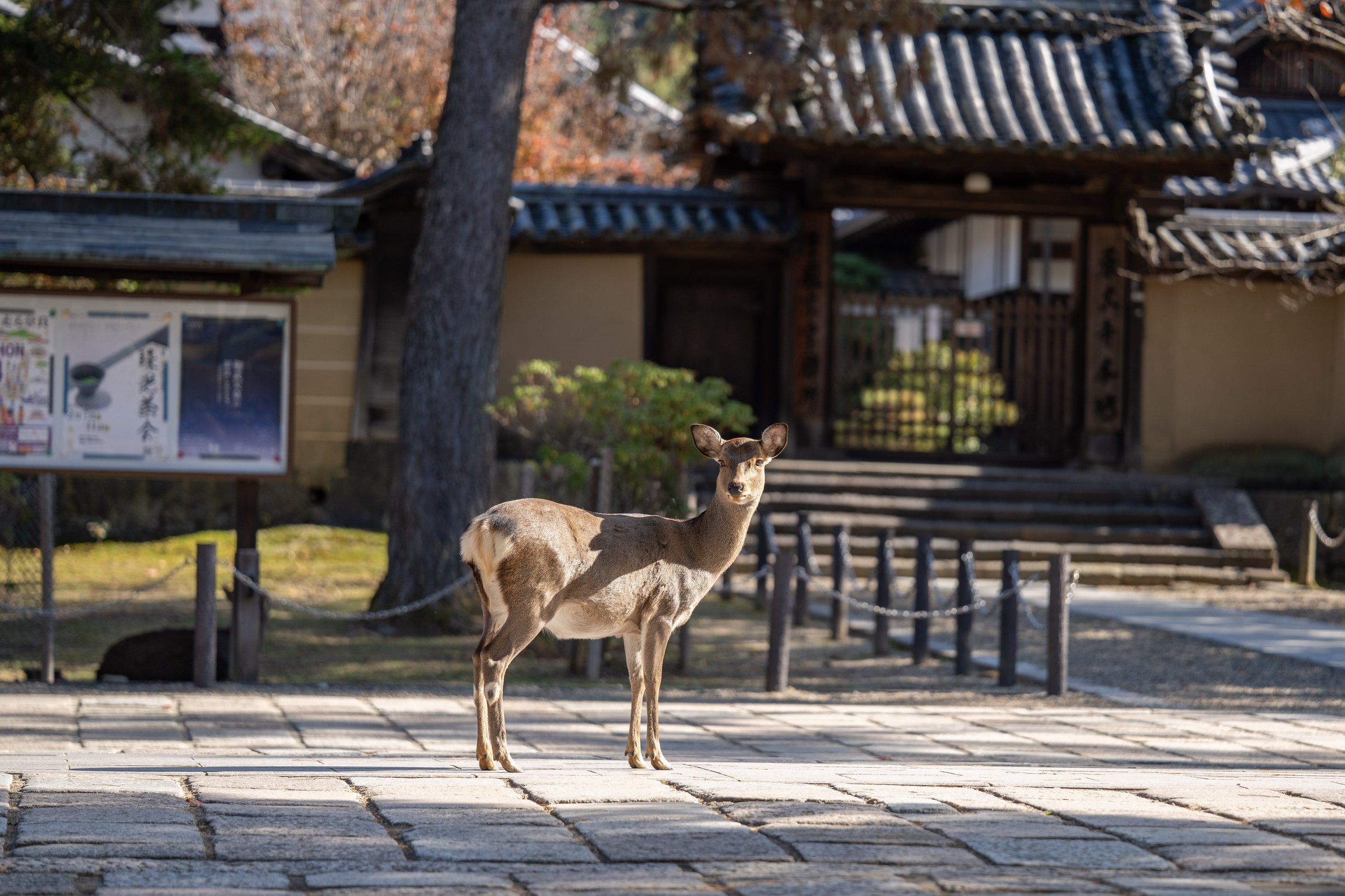  A doe in the sunlight (photo/Jason Rafal) 