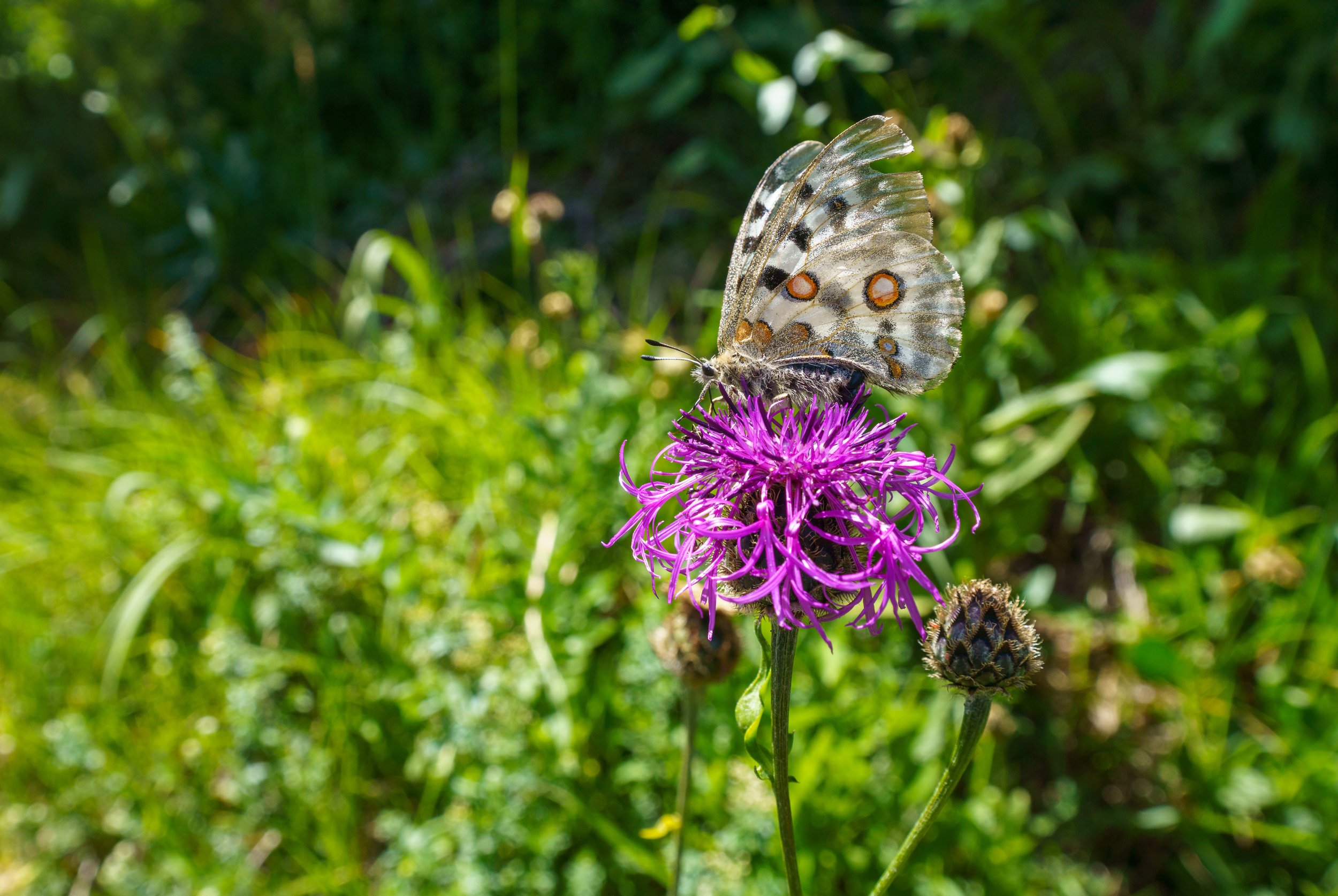 A butterfly in the meadow on our hike (photo/Jason Rafal)