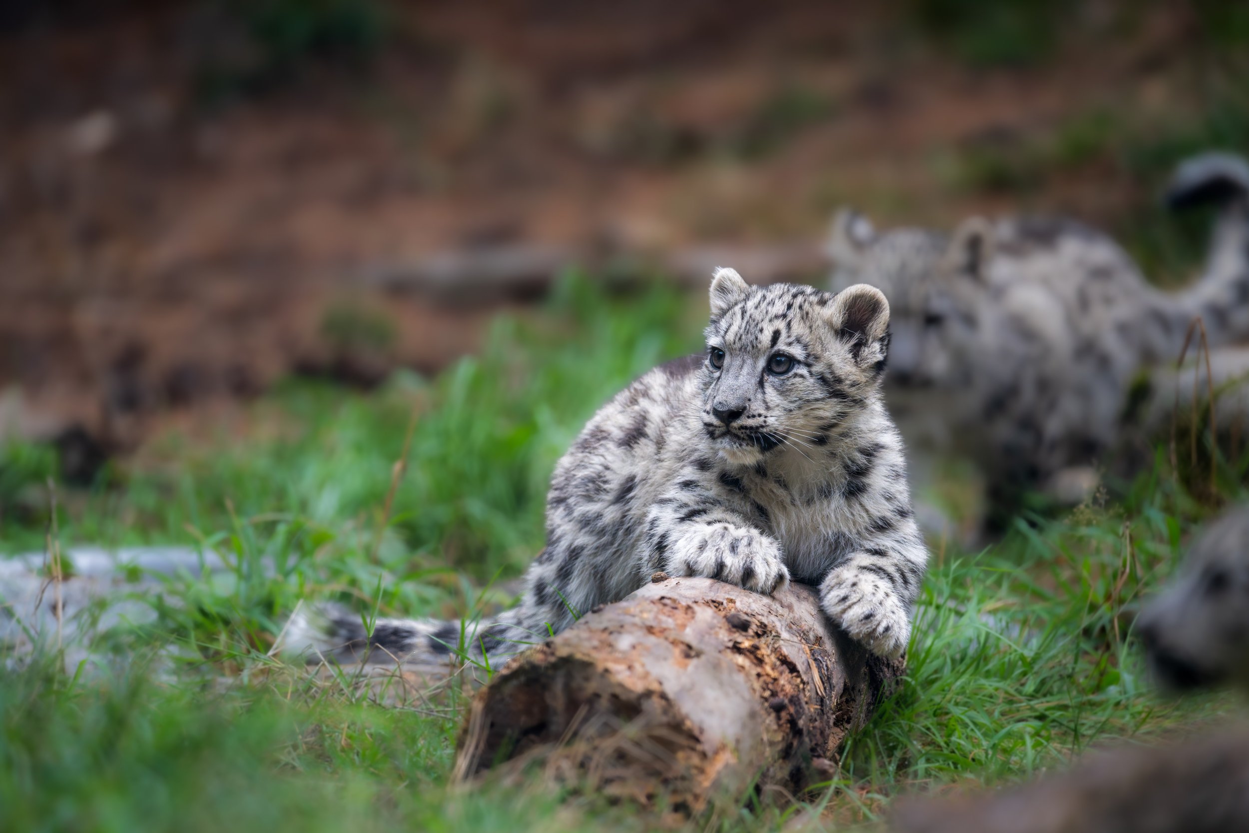  Look at the size of the paws! (photo/Jason Rafal) 