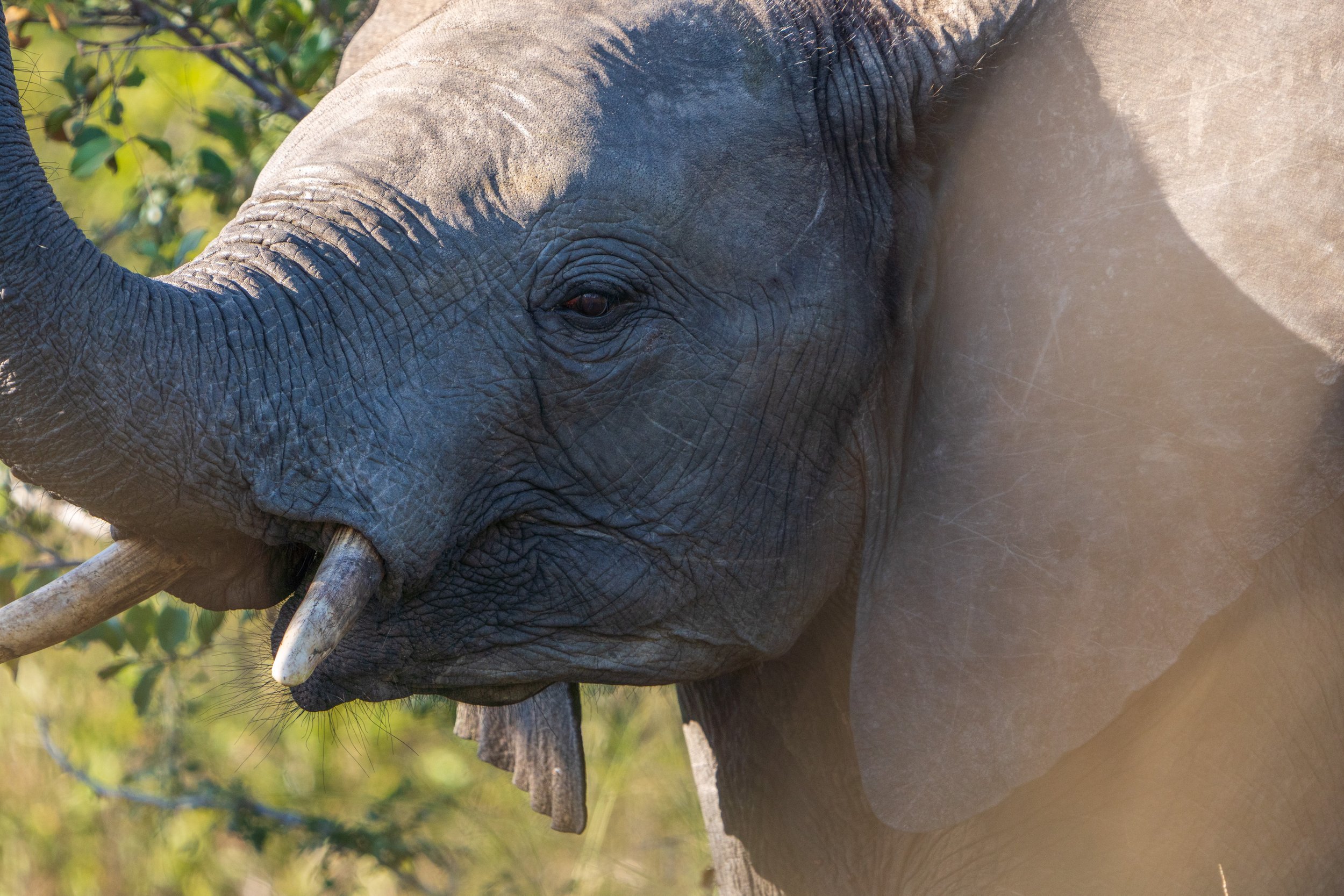 You can tell how old an elephant is by its tusk length - this one was pretty young (photo/Jason Rafal)