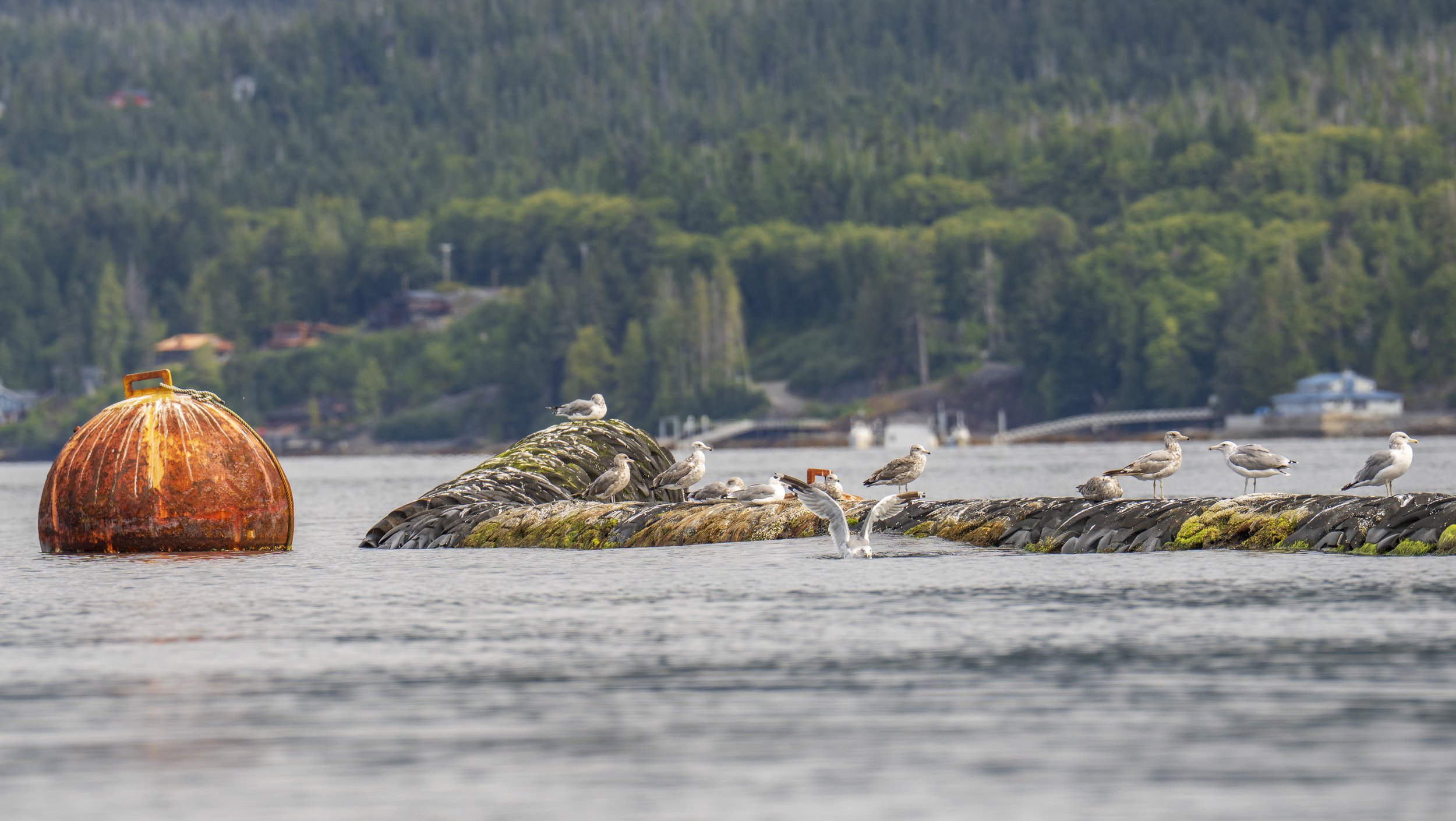 Gulls perching on a tire wall protecting a marina.