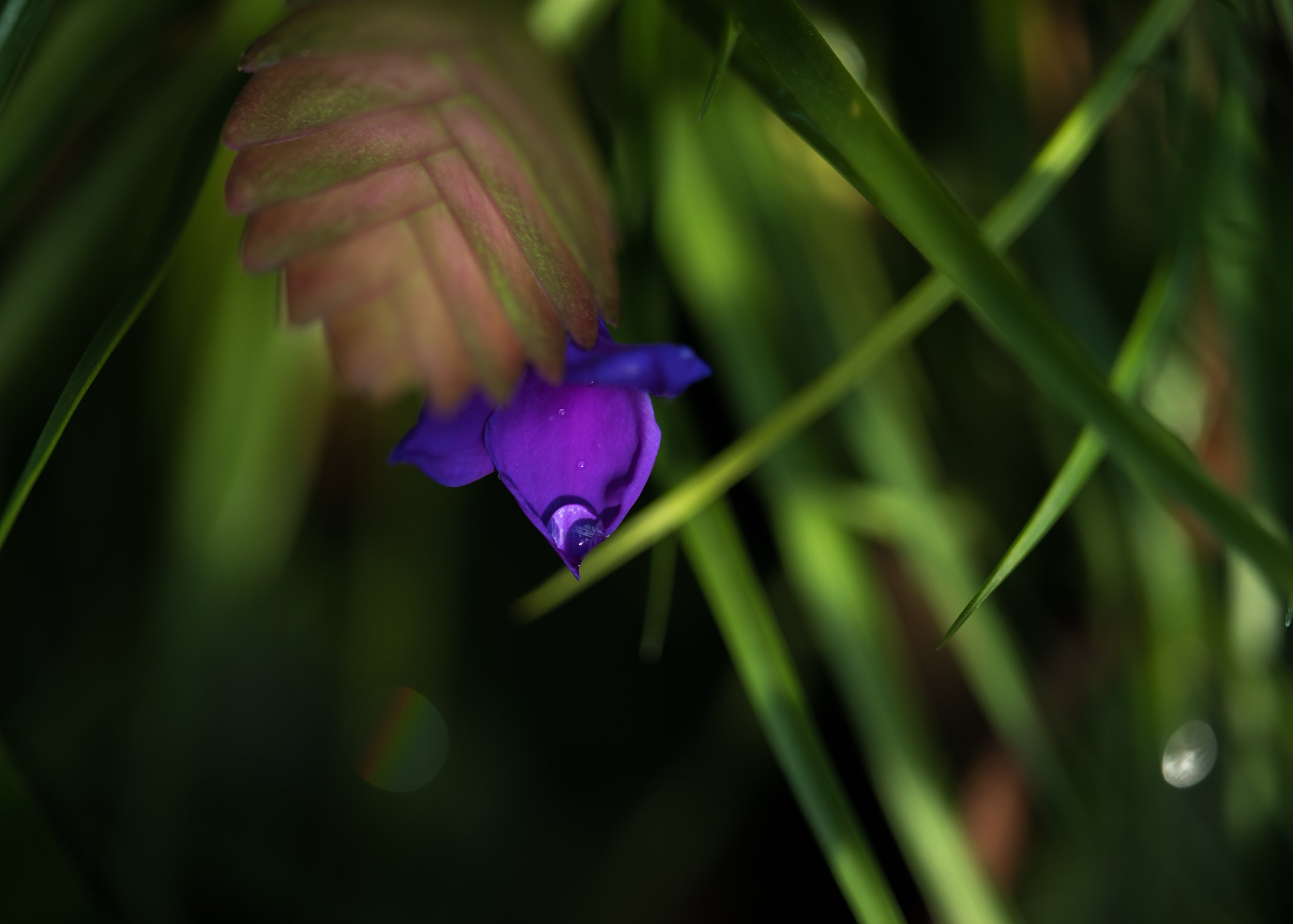 A drop of water held on the end of a purple flower petal.