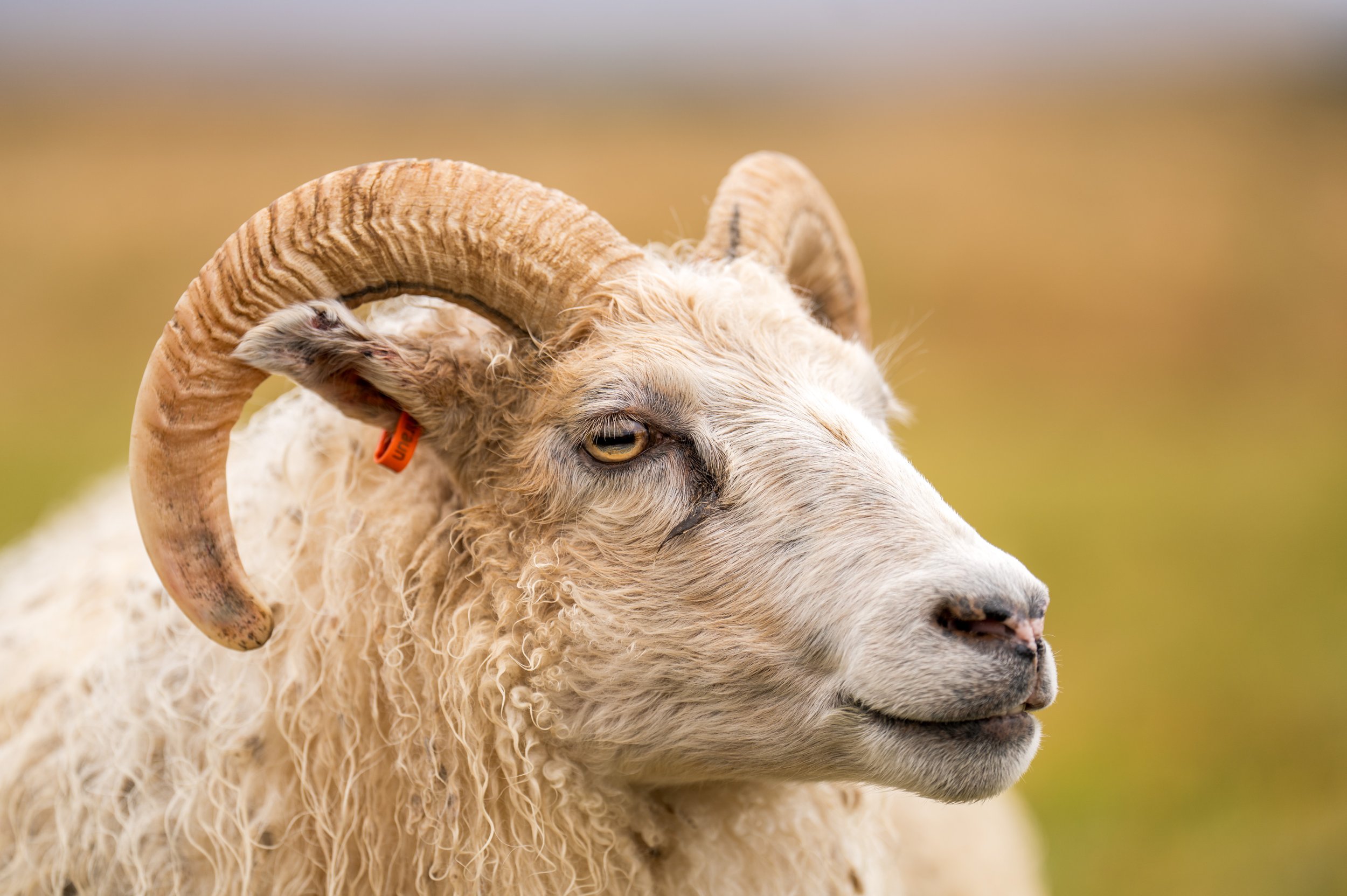  A photogenic Icelandic sheep at the wedding venue (photo/Jason Rafal) 