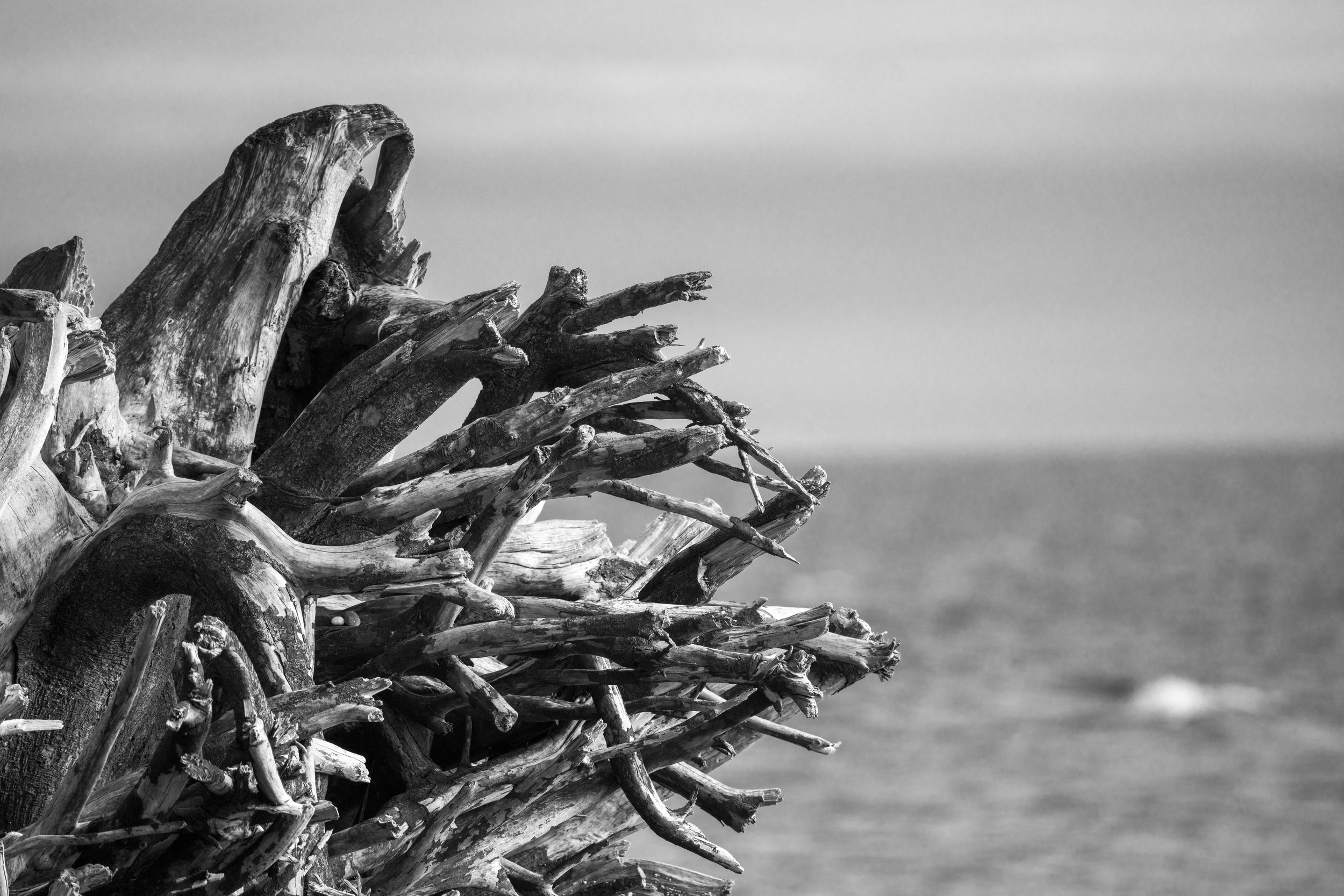  Massive driftwood against the Strait of Juan de Fuca (photo/Jason Rafal) 
