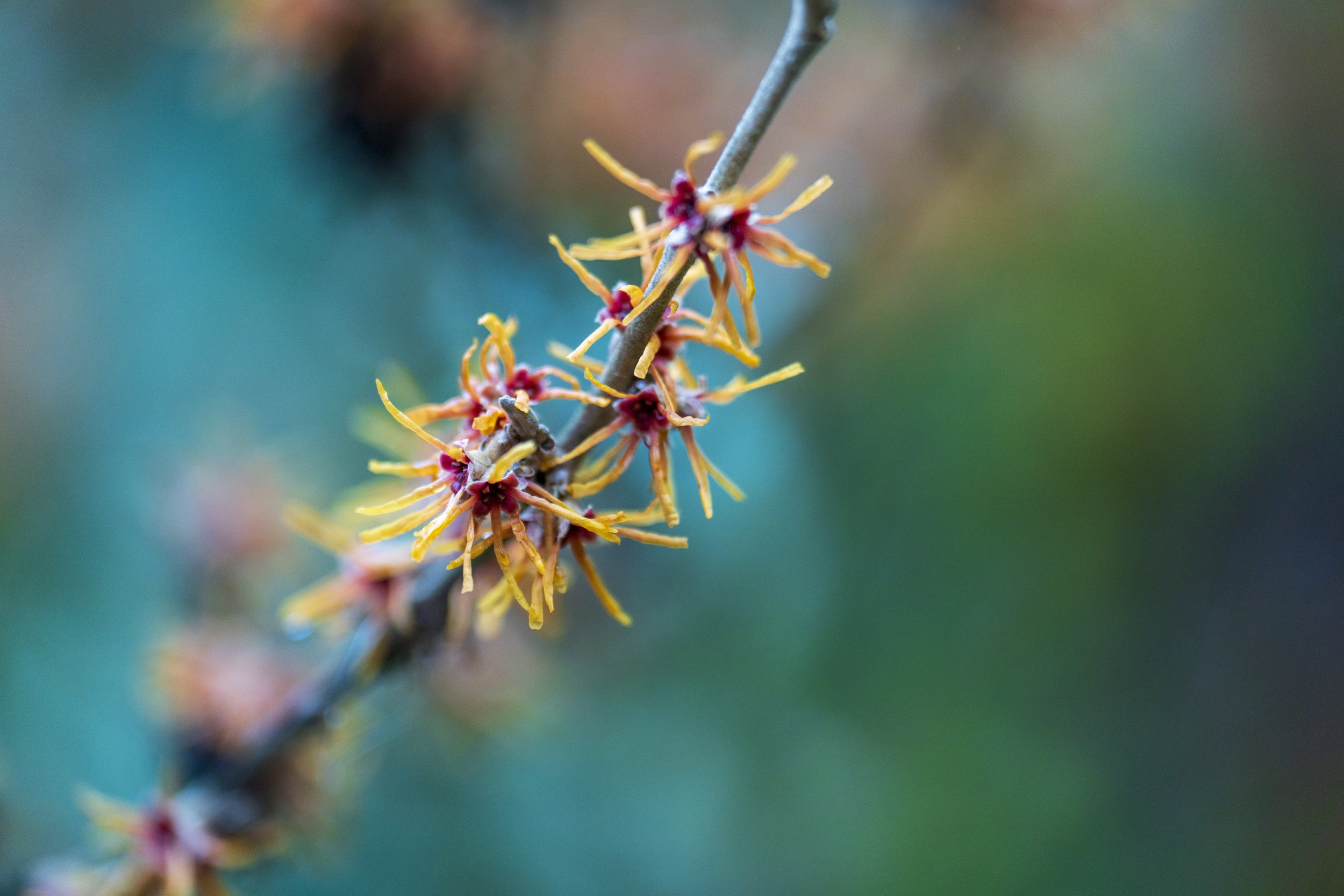  Weird little flower leaf things (photo/Jason Rafal) 