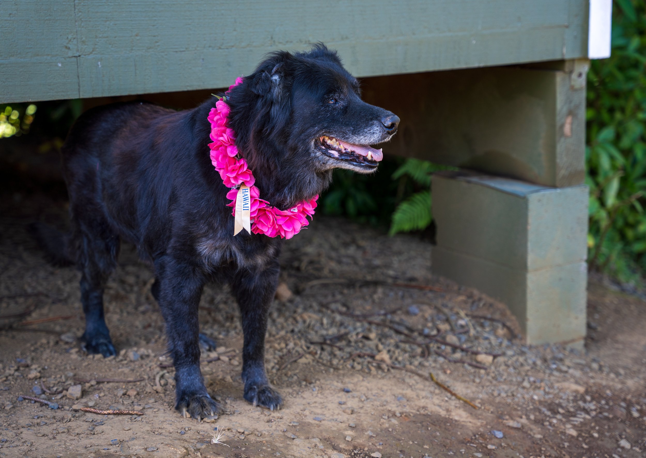 The gardenโs guard dog, a sweetheart named Dan D Lion (photo/Jason Rafal)