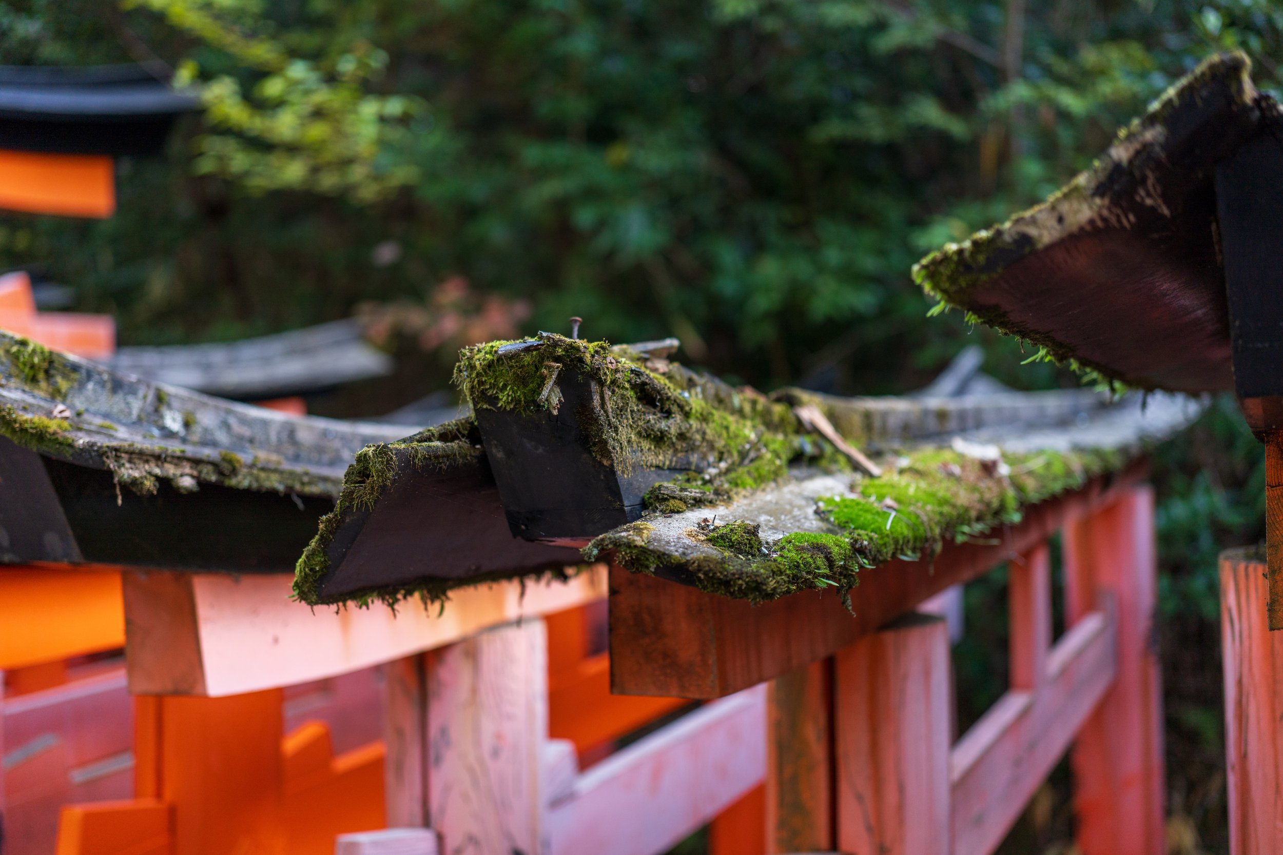  Small mossy details at the top of some torii gates (photo/Jason Rafal) 