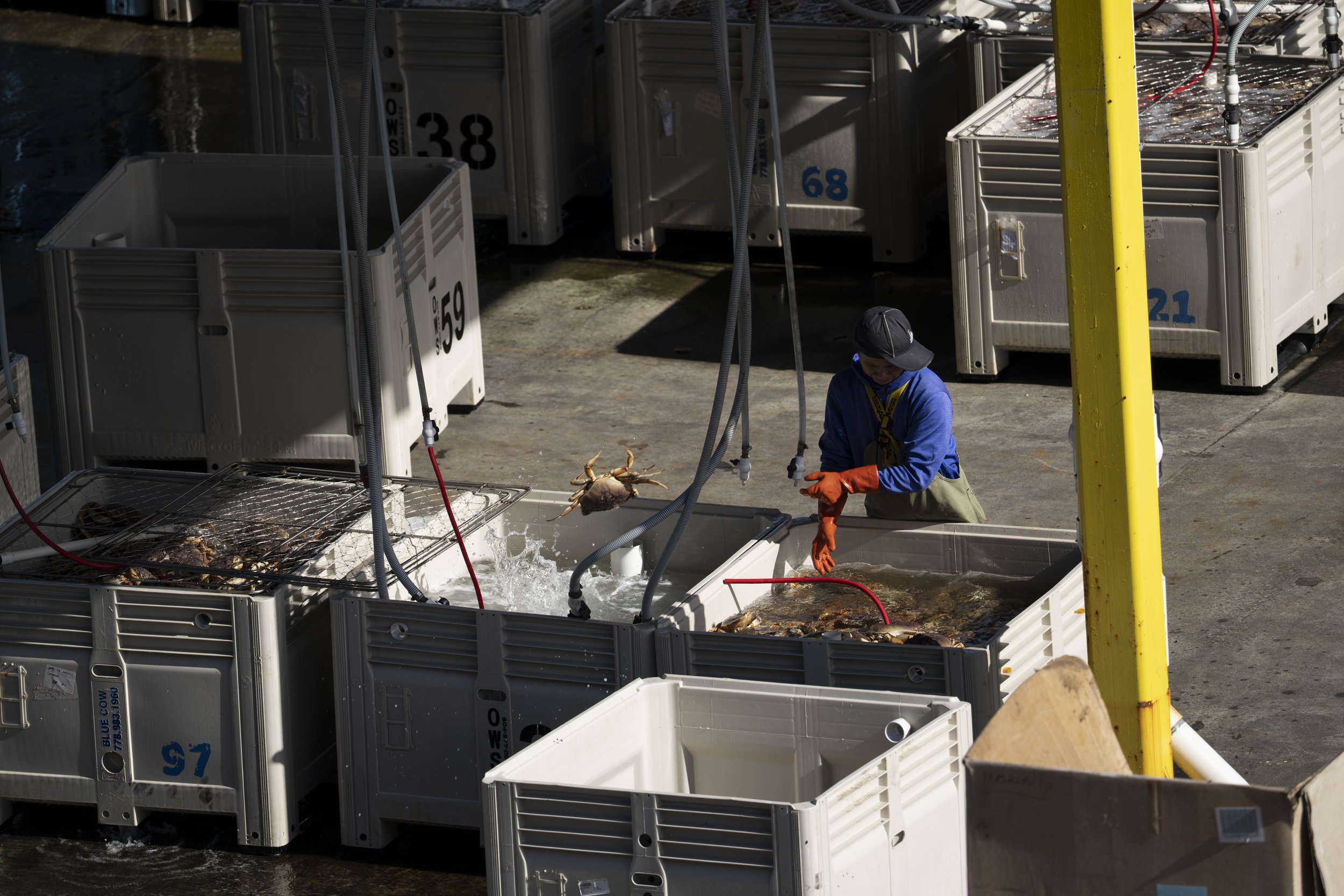 A person throwing a crab between two bins.