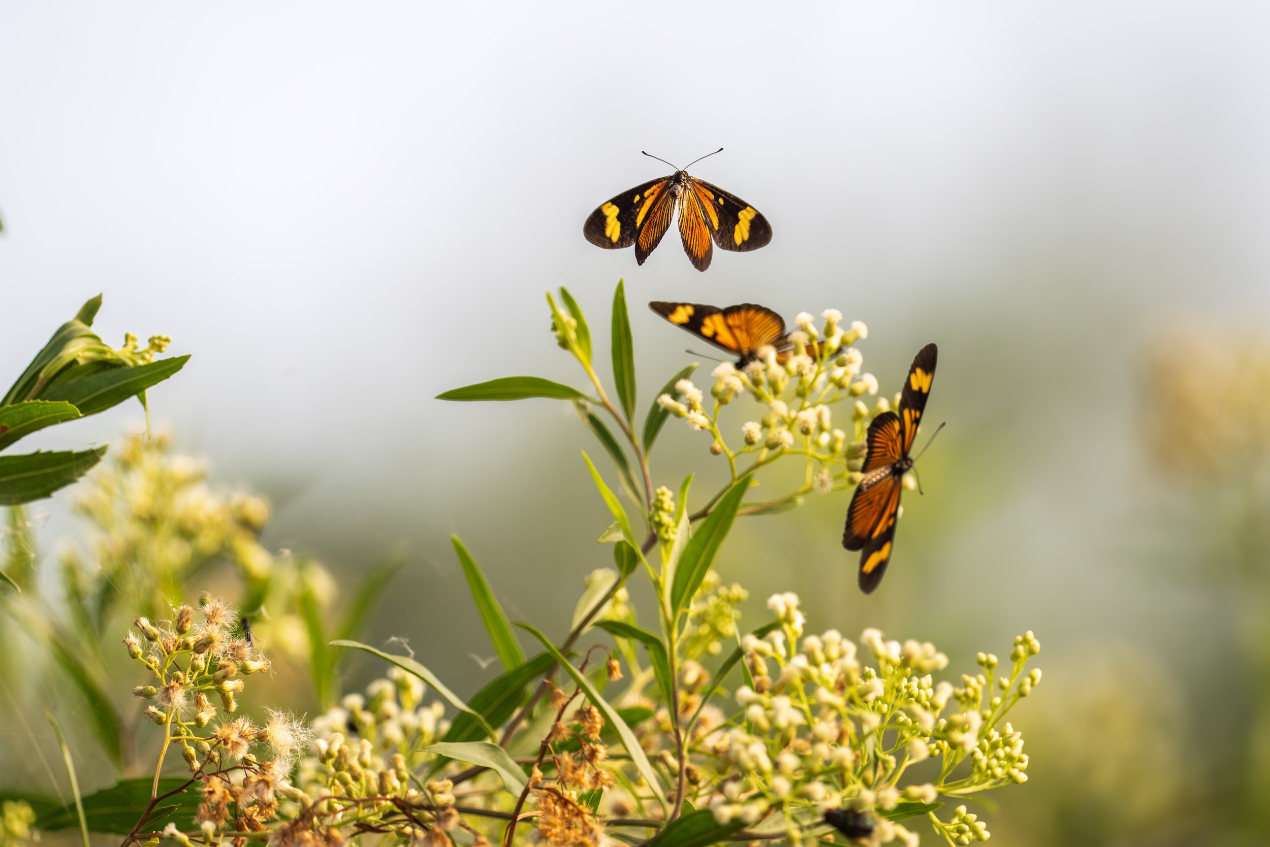  The quite rudely named Lazy butterfly, or Actinote pellenea (photo/Jason Rafal) 