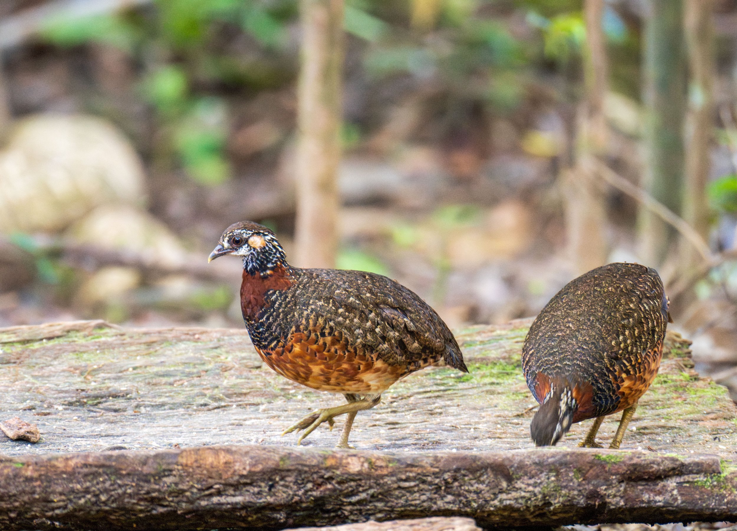 Two small ground birds on a piece of bark.