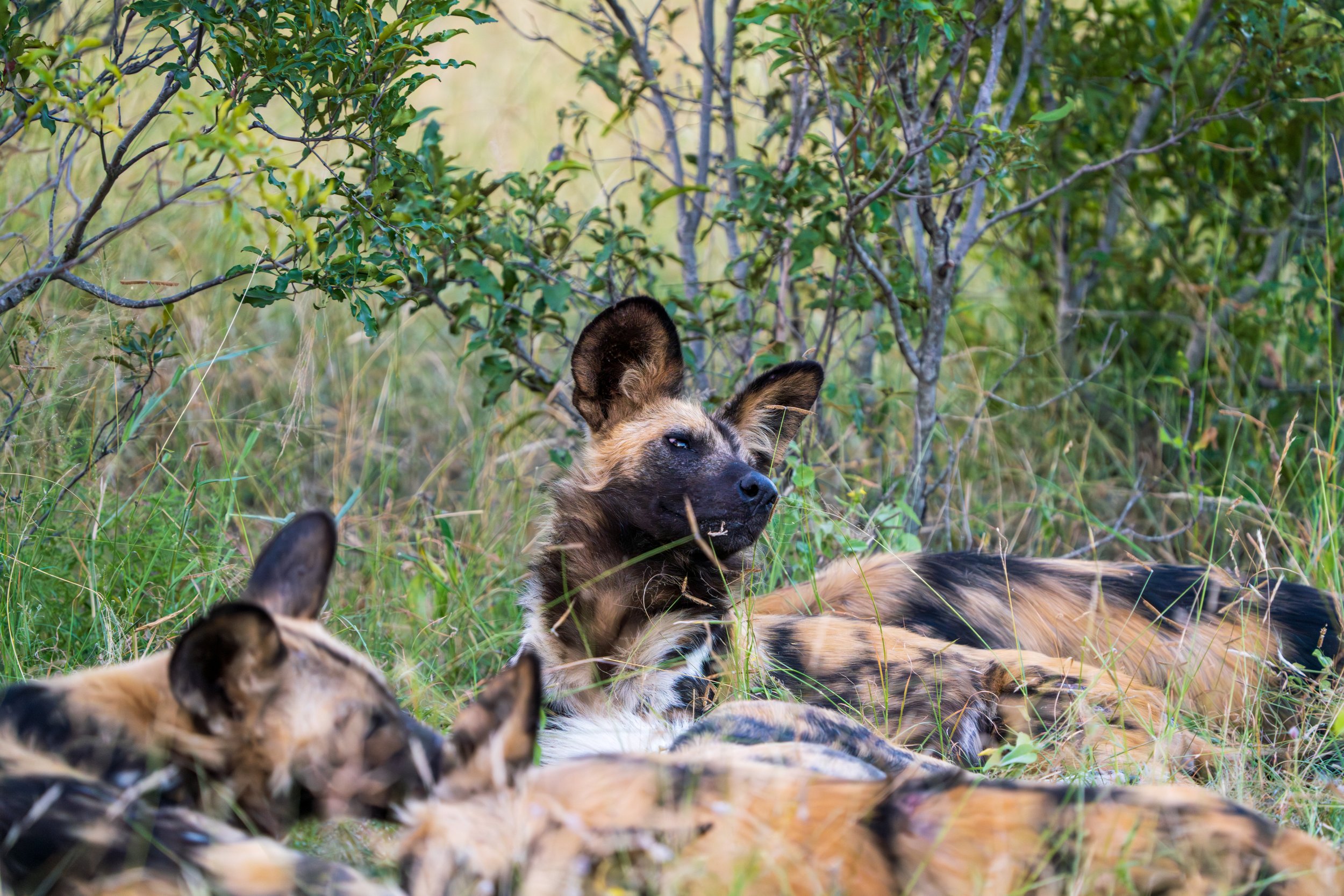 Looking around from the pile of dogs in the grass (photo/Jason Rafal)