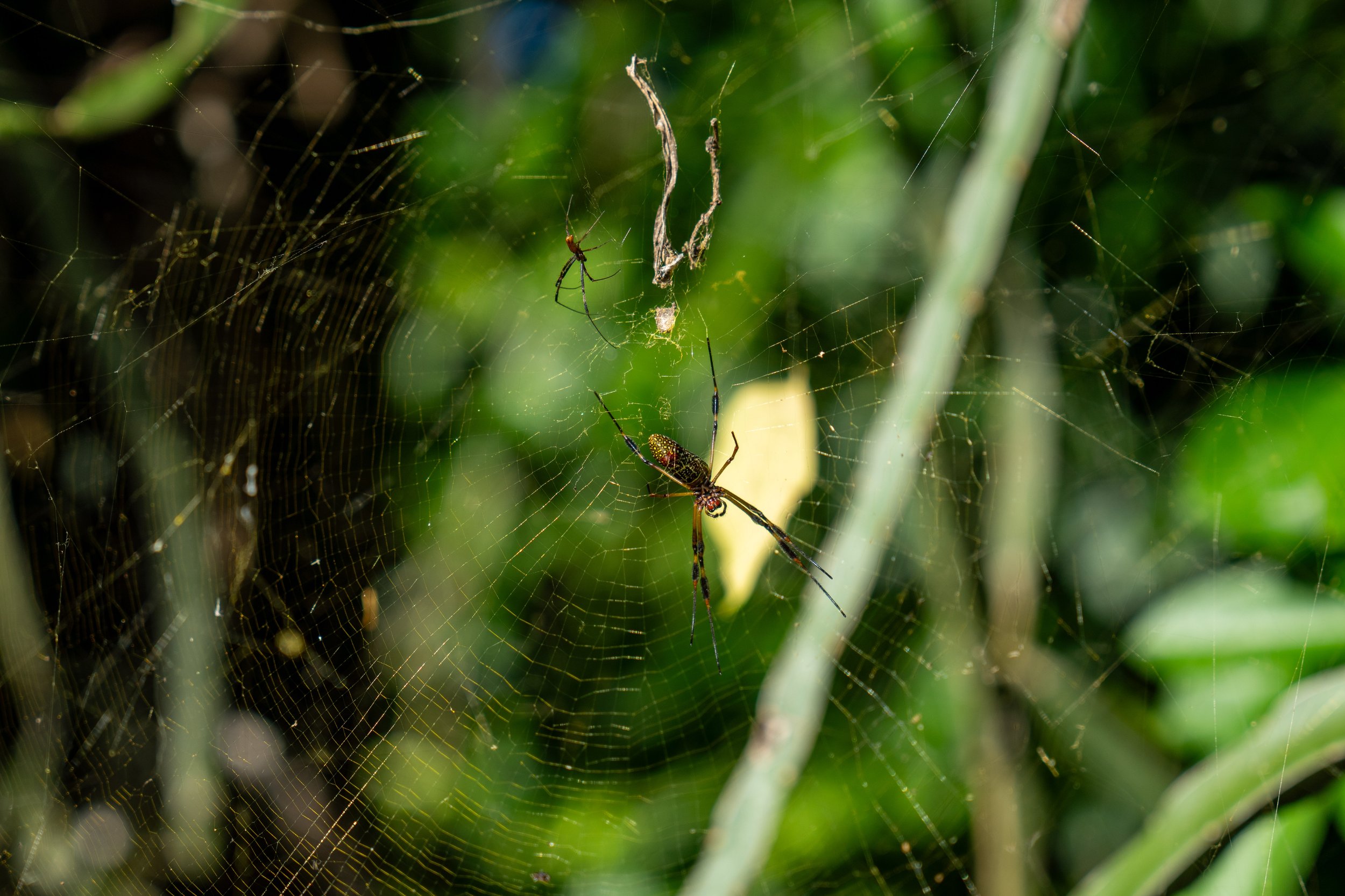  Apparently this is our year of seeing orb weavers (photo/Jason Rafal) 