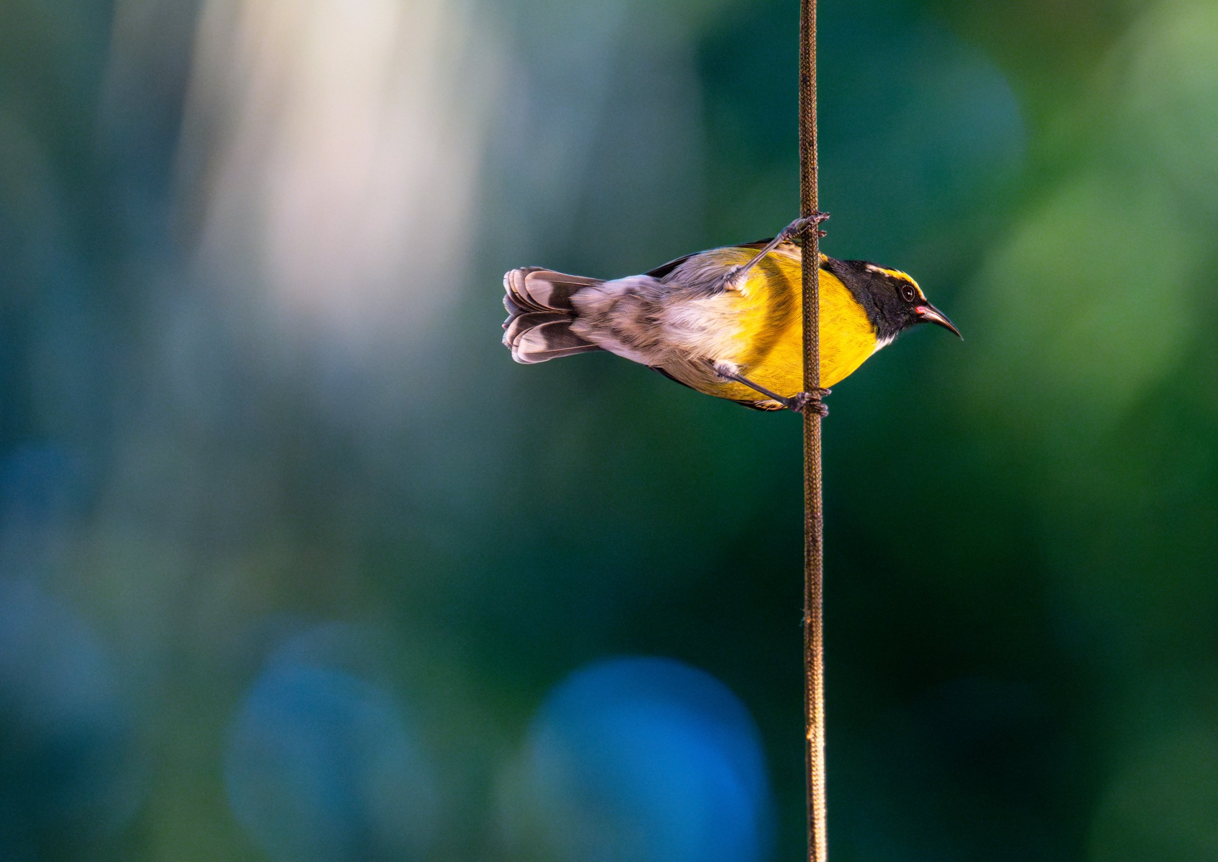 A bananaquit (photo/Jason Rafal)