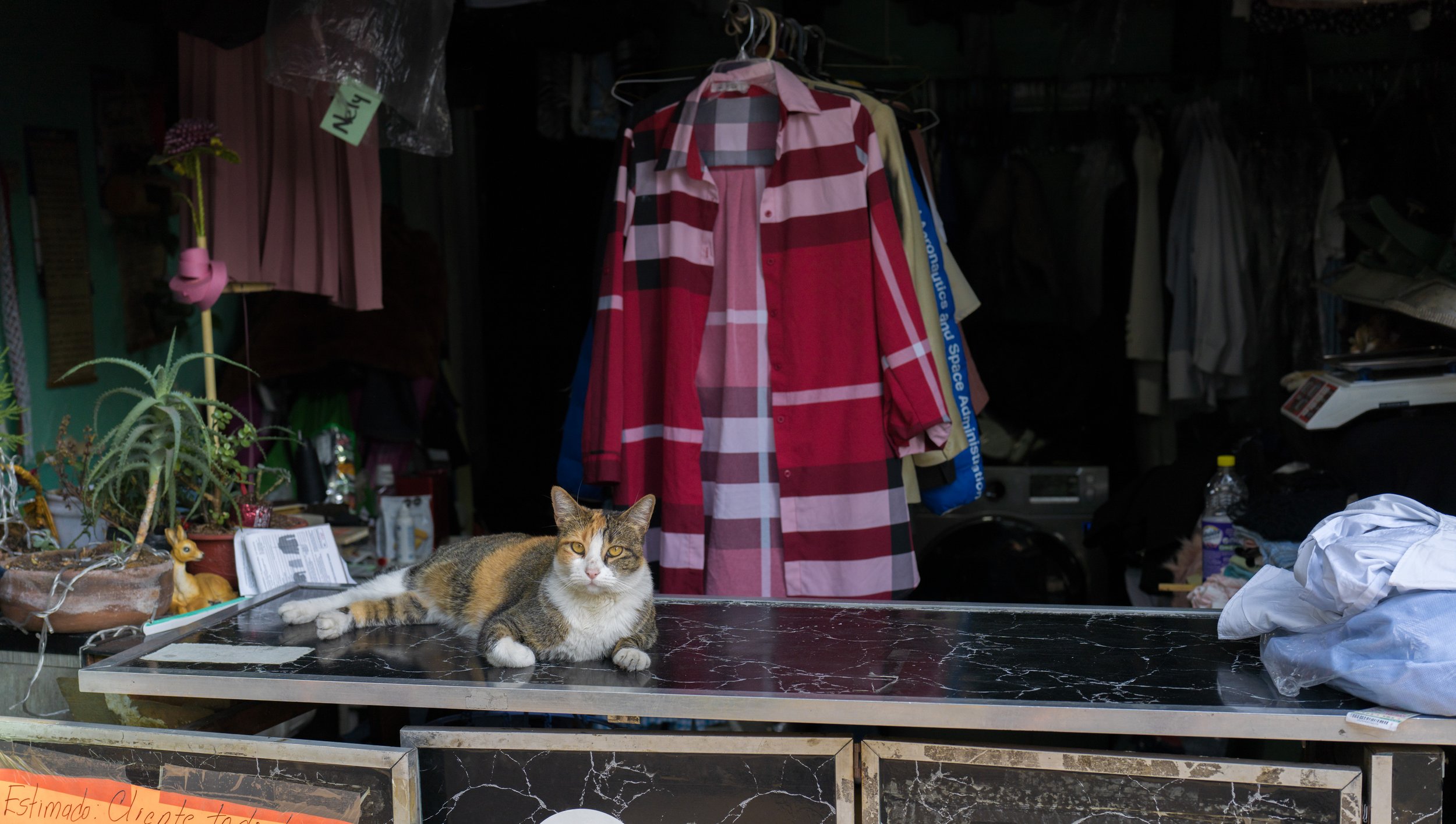 A dutiful shop cat (photo/Jason Rafal)