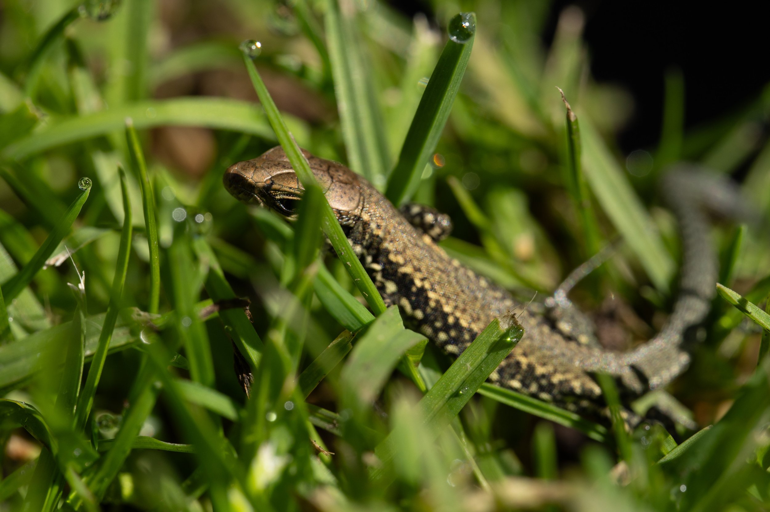  A very small lizard (photo/Jason Rafal) 