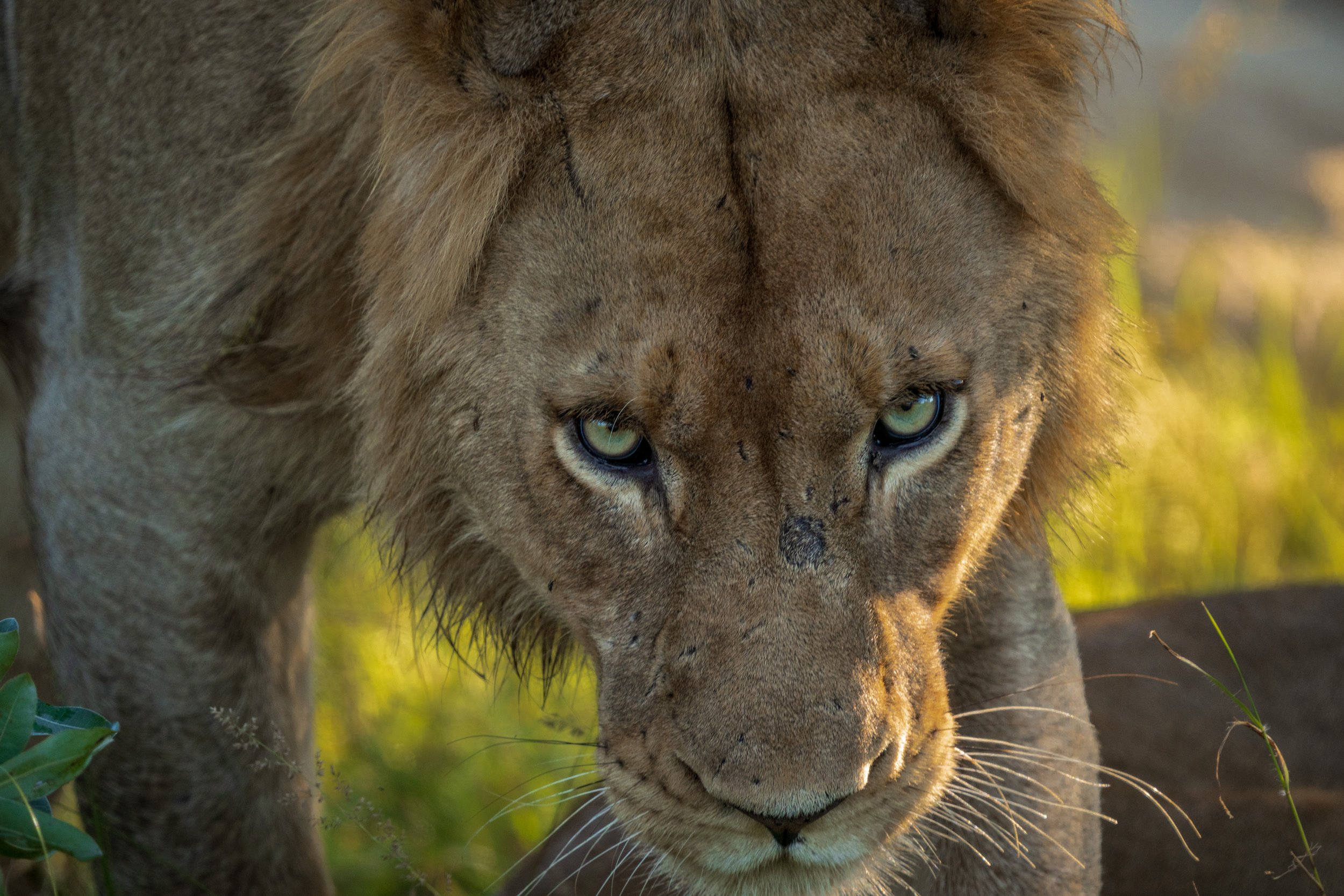 The lions moved into the shade as they overheated in the sun, creating some dramatic action shots (photo/Jason Rafal)