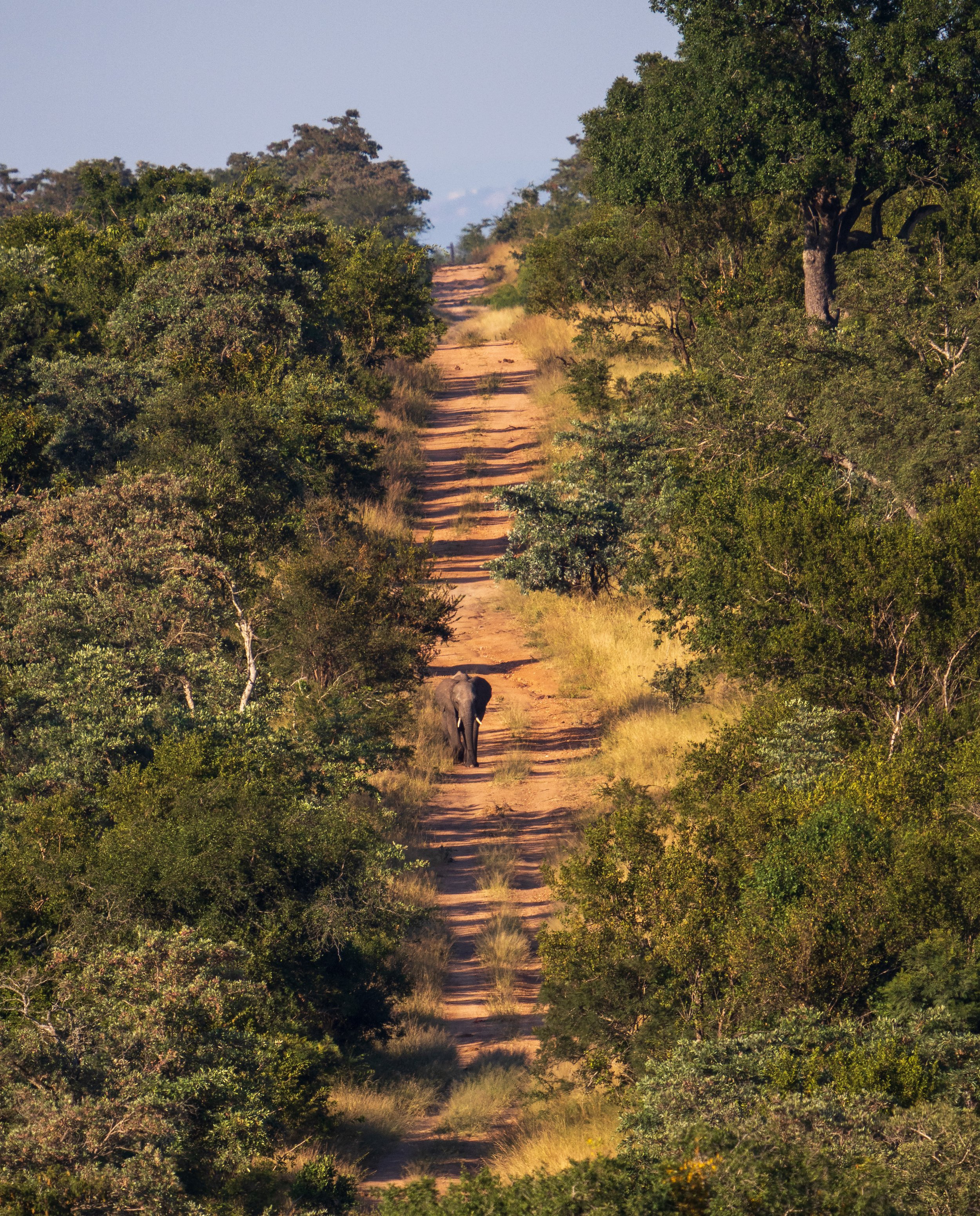 An elephant walks down the road in the distance (photo/Jason Rafal)