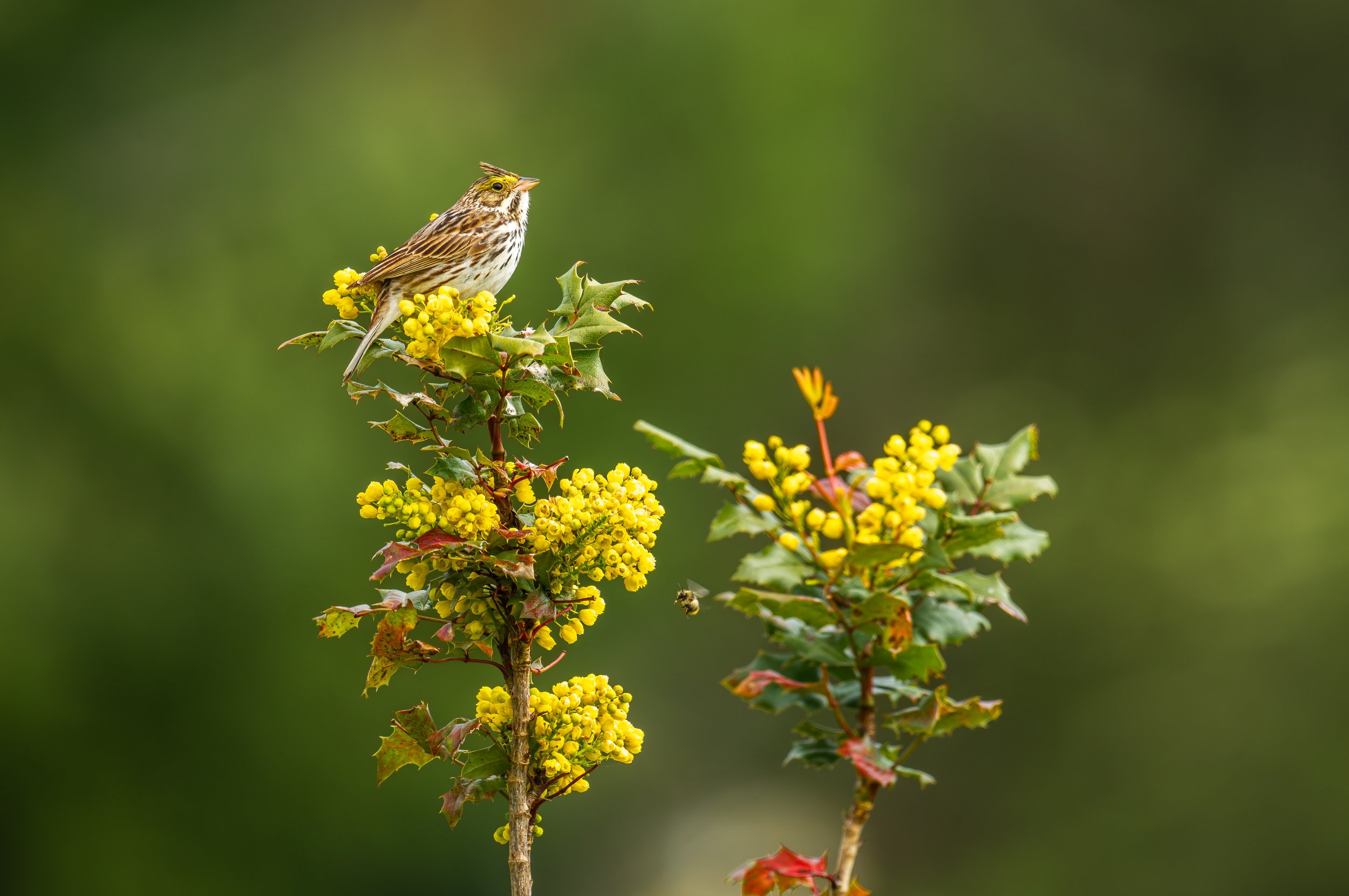  A quieter savannah sparrow (photo/Jason Rafal) 