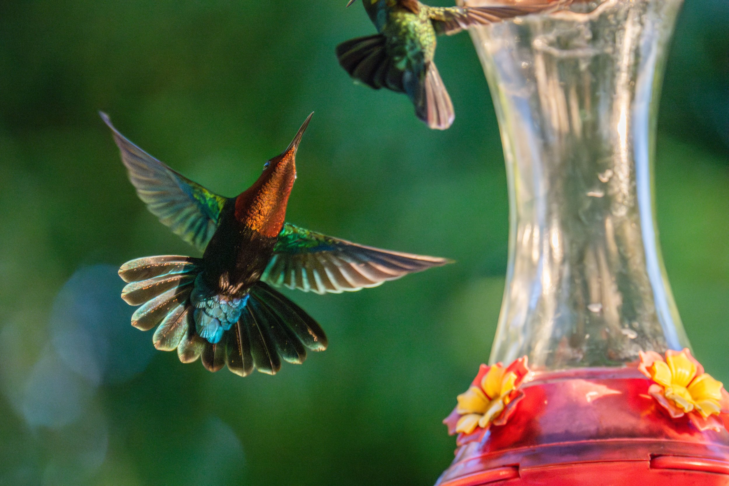 They did a lot of fighting over the hummingbird feeder (photo/Jason Rafal)